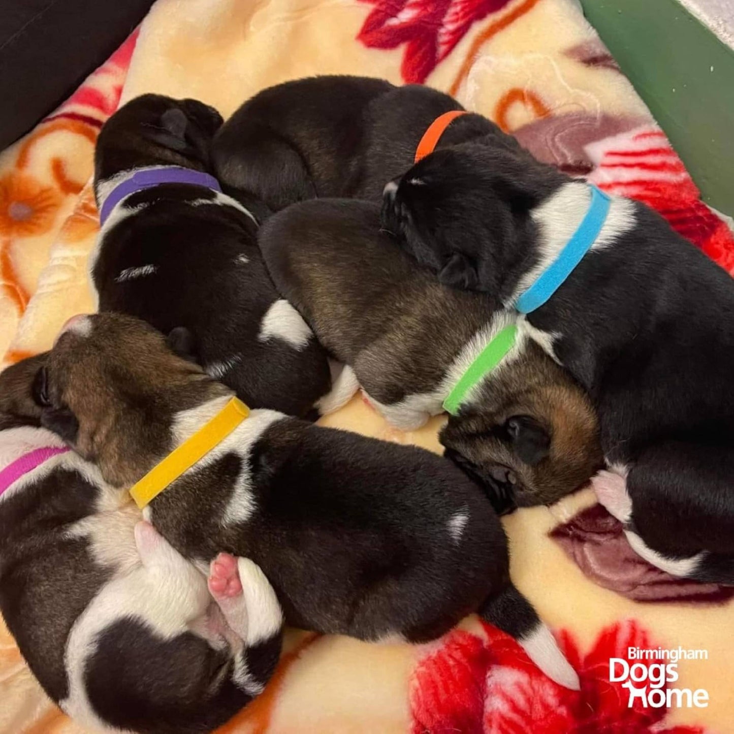 Puppies wearing Ancol Whelping Collars