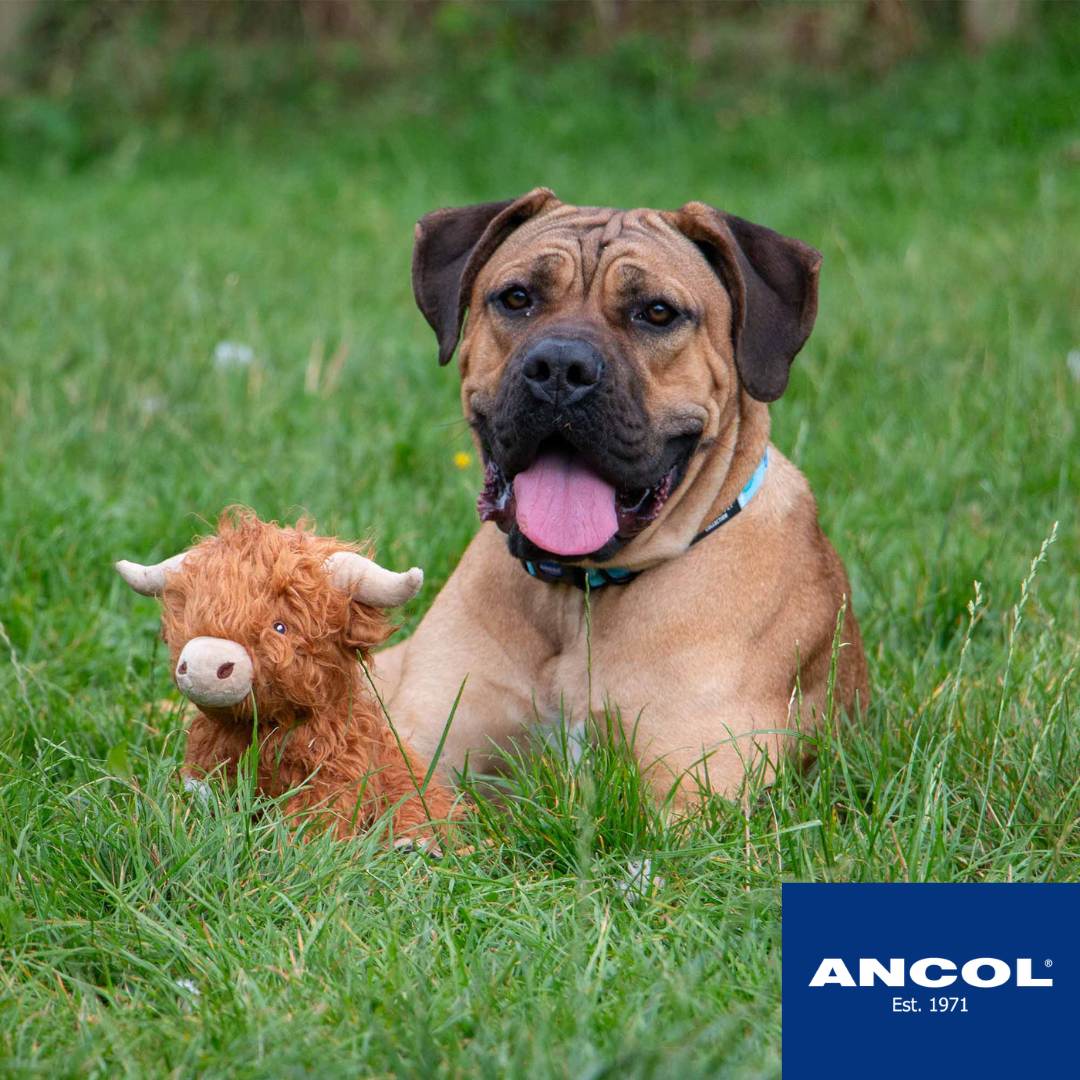 ancol heritage fergus highland cow with dog