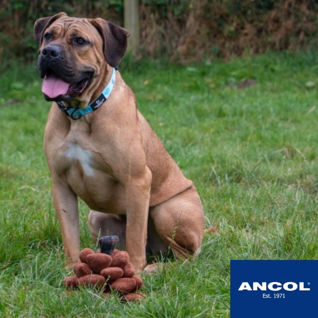 Ancol Heritage Peter Pine Cone