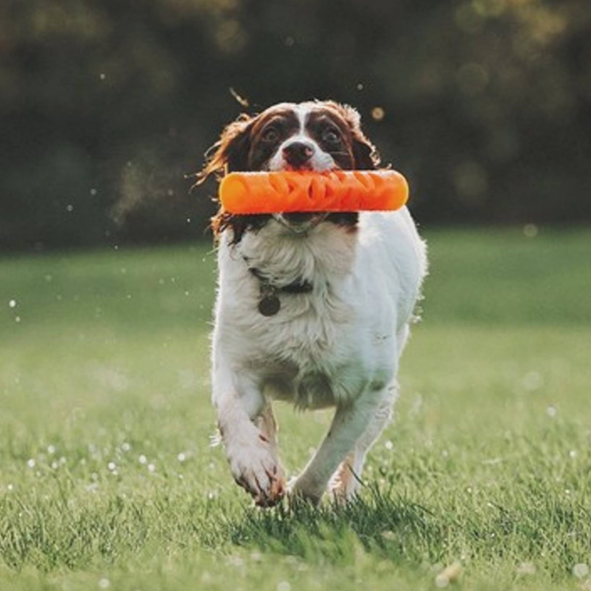 Dog playing with Chuckit! Air Fetch Stick dog toy