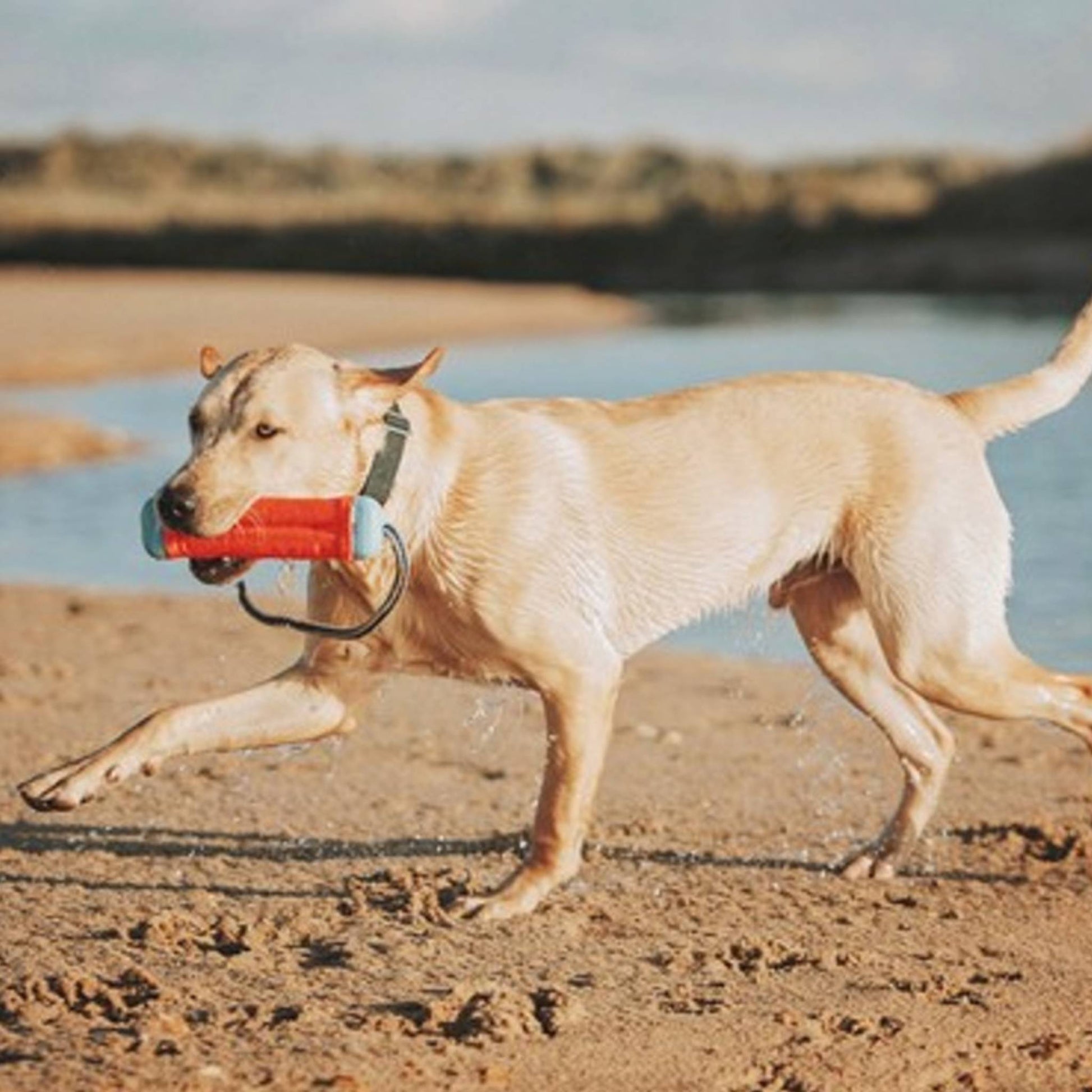 Dog playing on the beach with Chuckit Amphibious Bumper dog toy