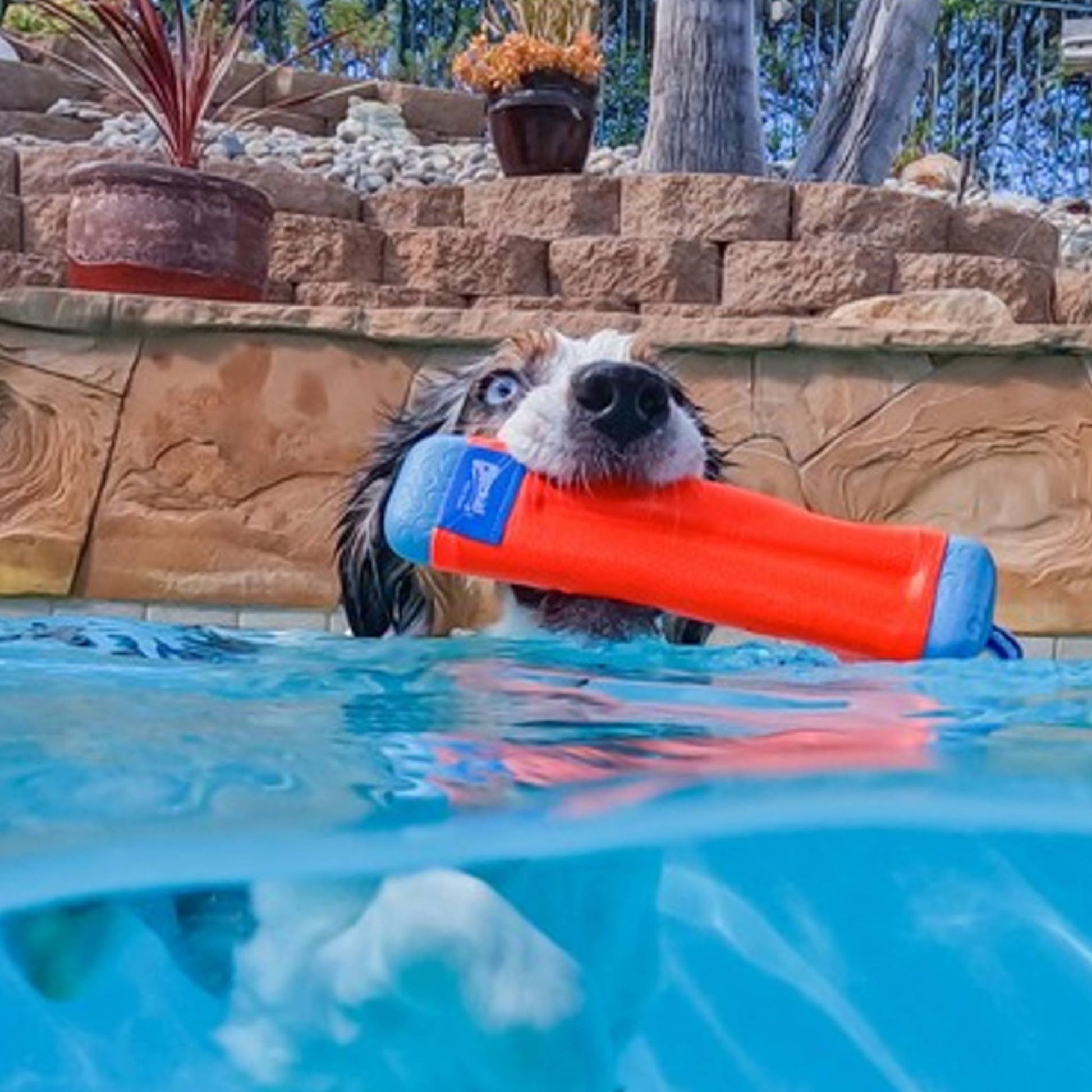 Dog with swimming Chuckit Amphibious Bumper dog toy