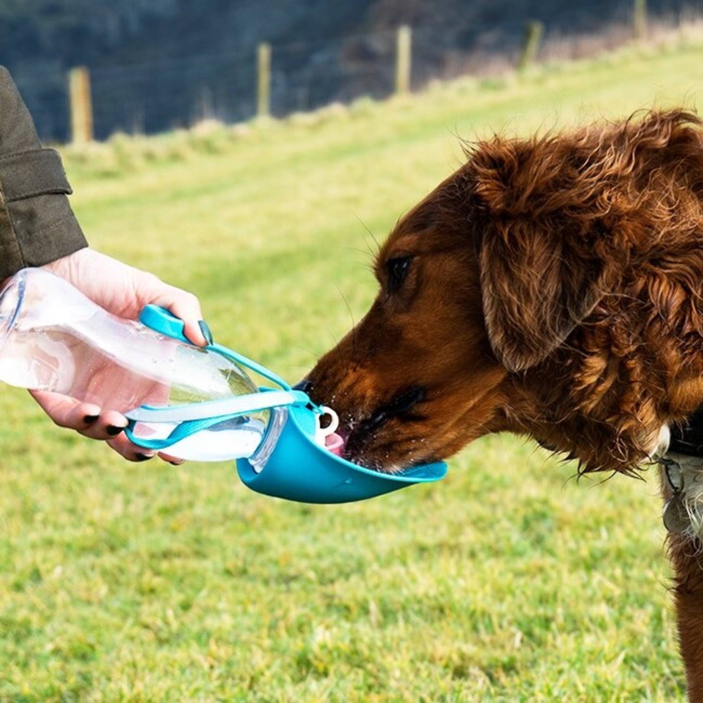 dog drinking from bottle