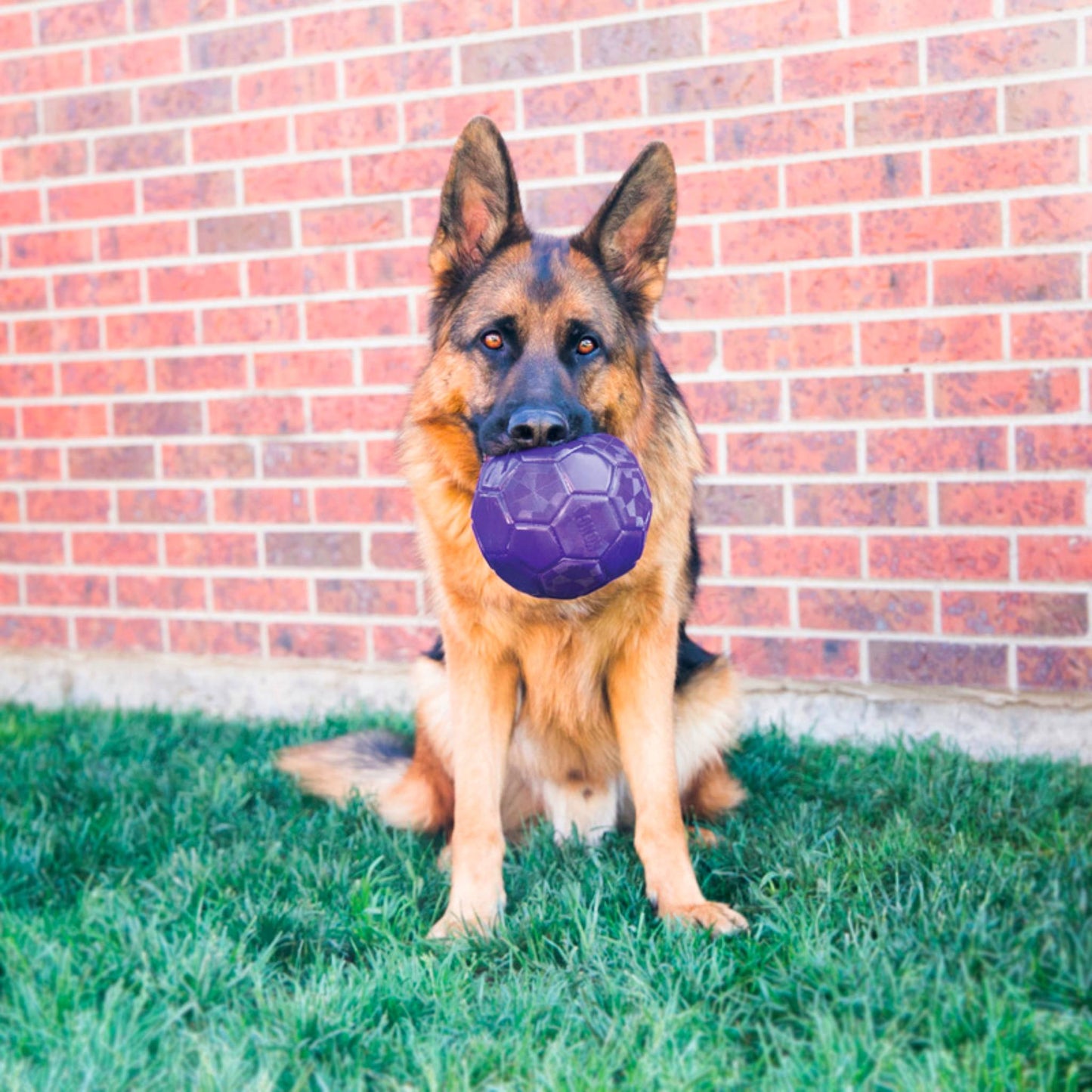 KONG Flex Ball
