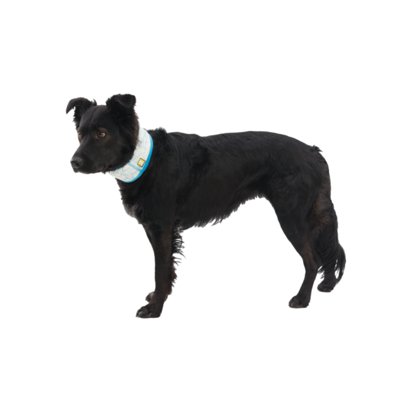 Ruffwear Swamp Collar Neck Gaiter on Dog