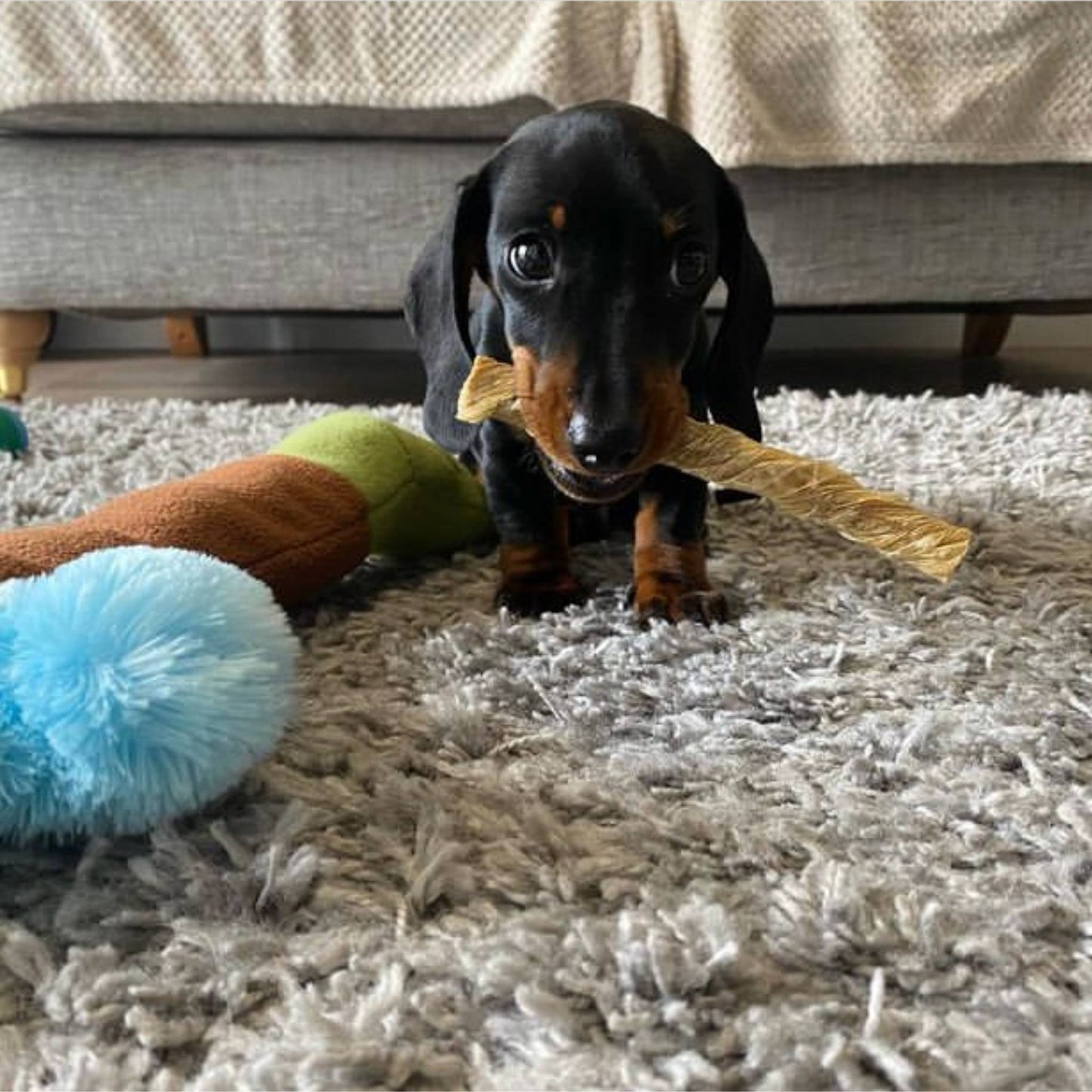 Dachschund puppy eating beef bladder twist
