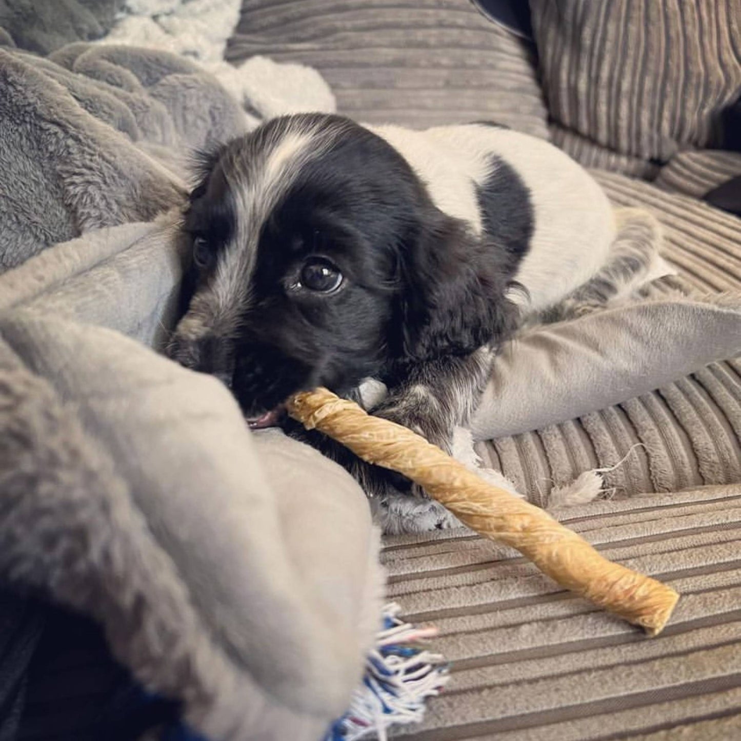 Spaniel puppy eating a beef bladder twist