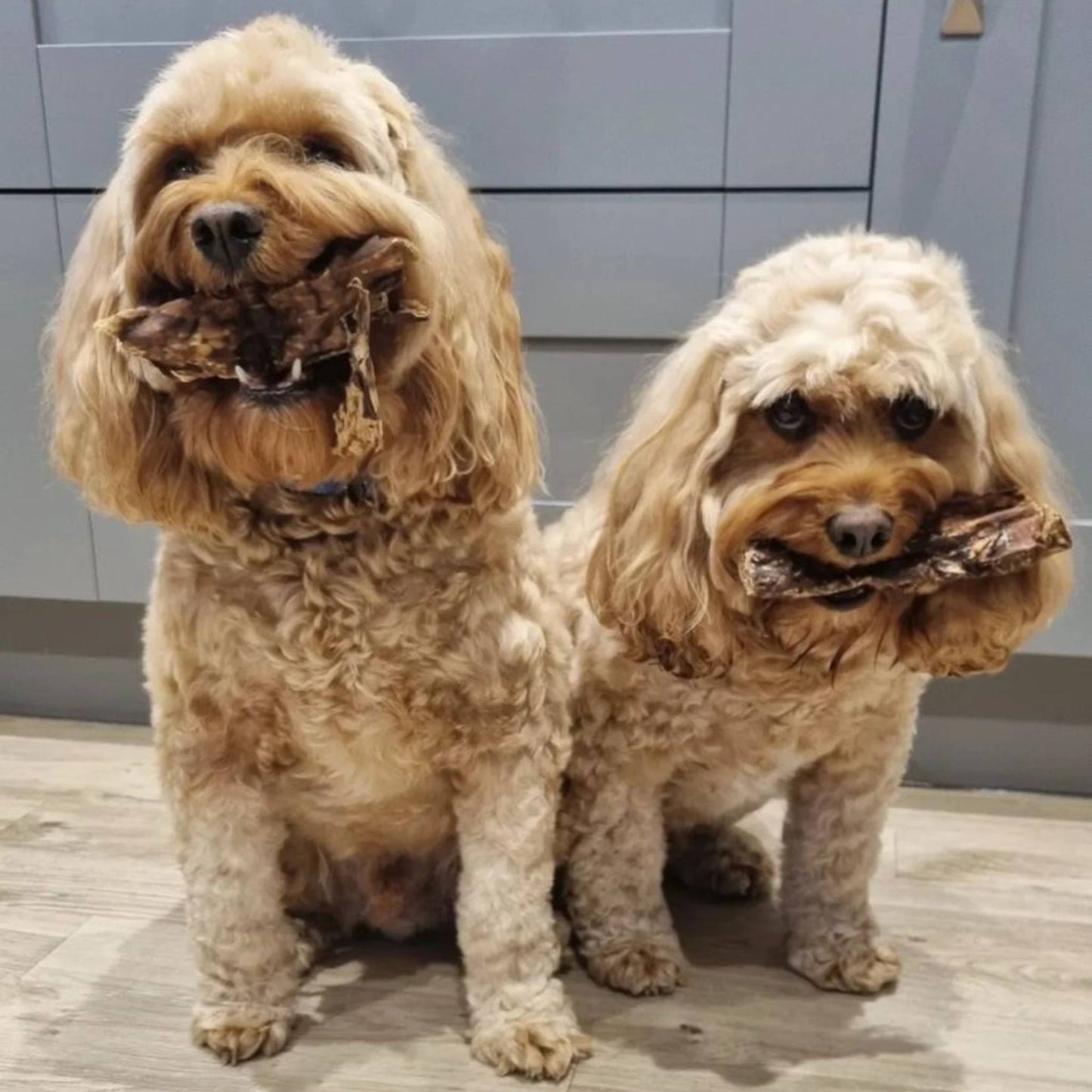 Two dogs eating beef lung dog treats