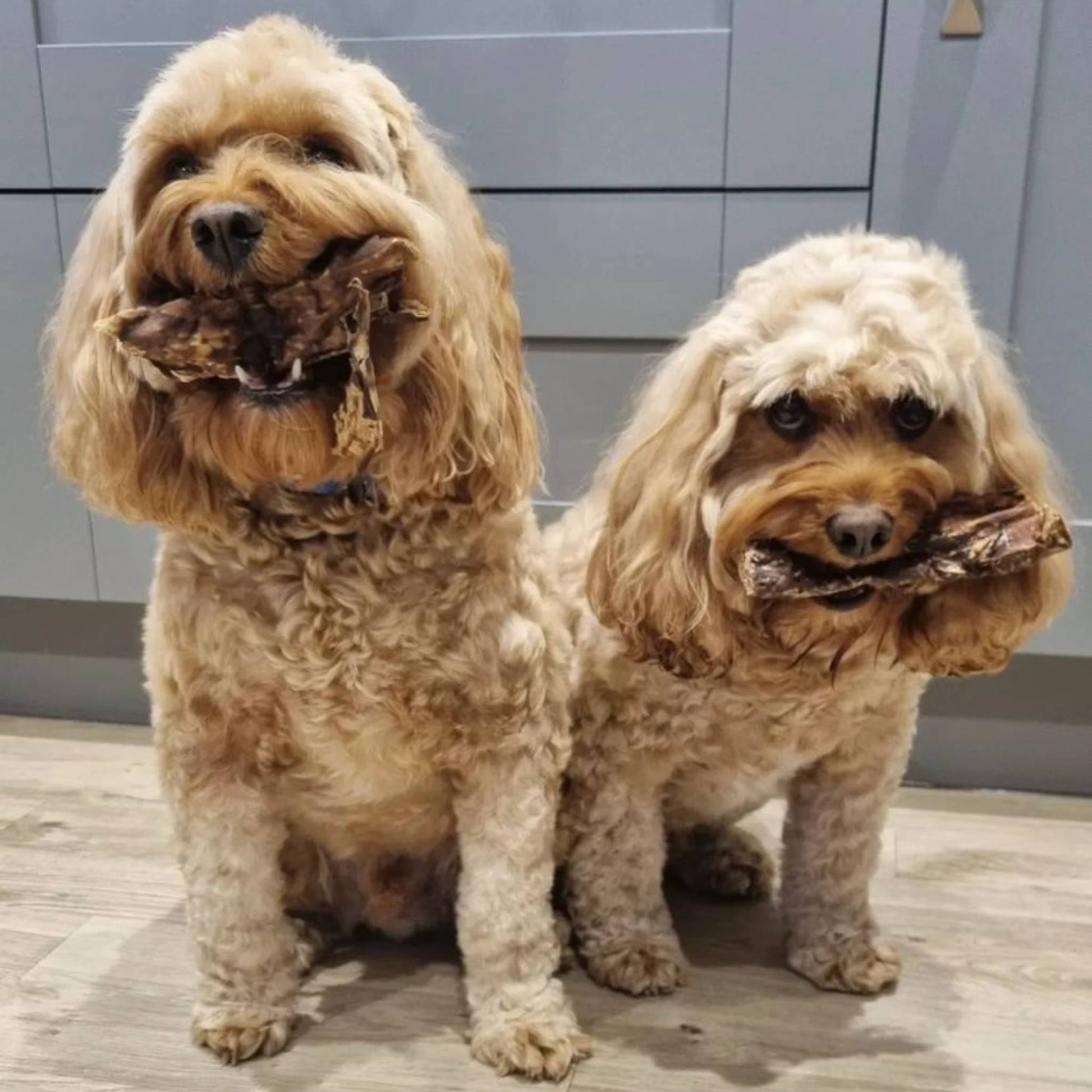 Two dogs eating beef lung dog treats