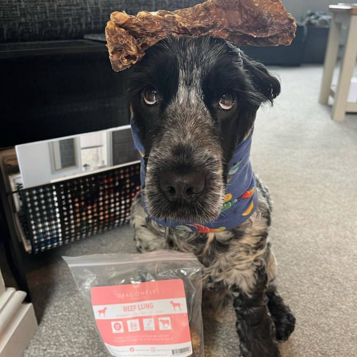 Spaniel with beef lung dog treat on head
