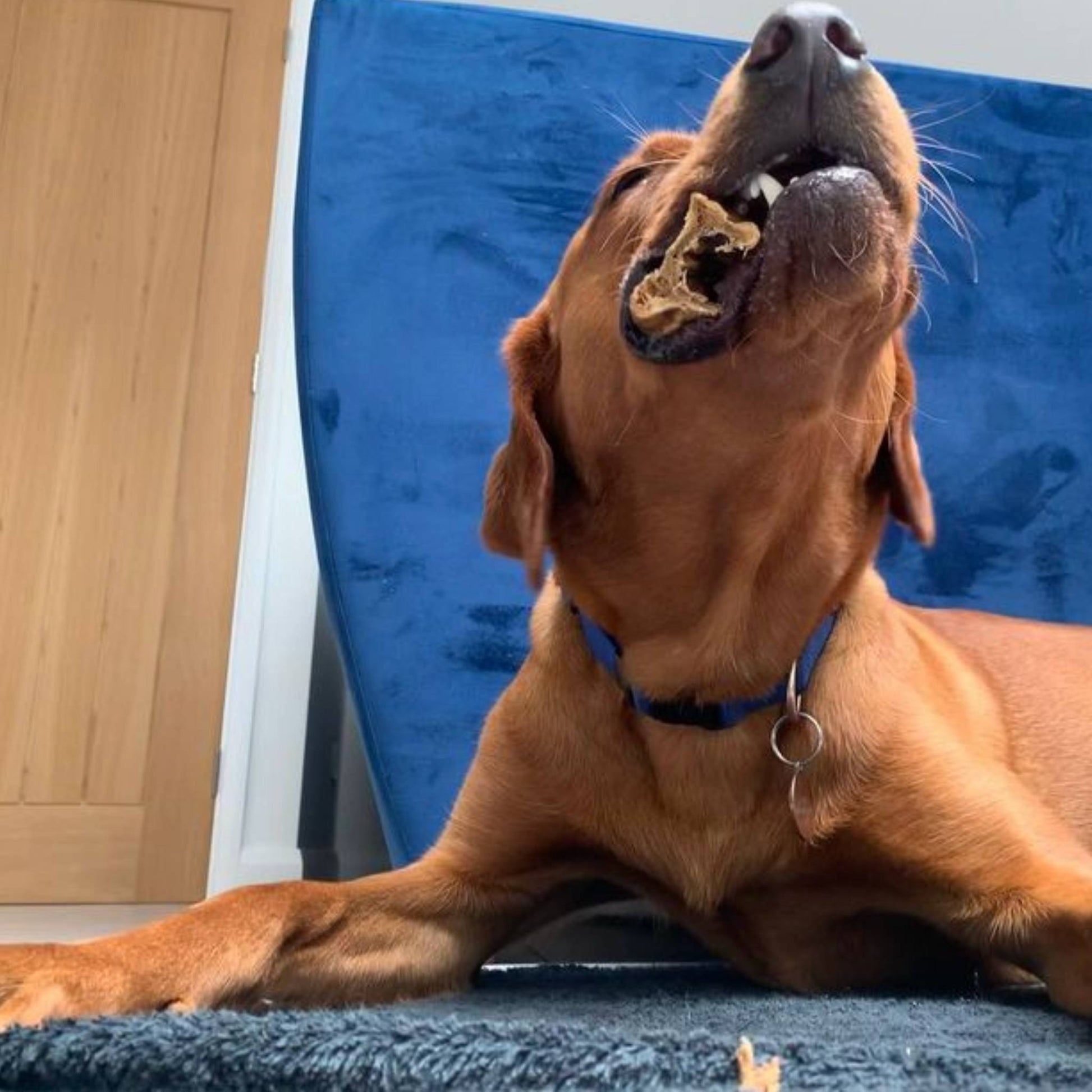 Labrador eating beef lung dog treat