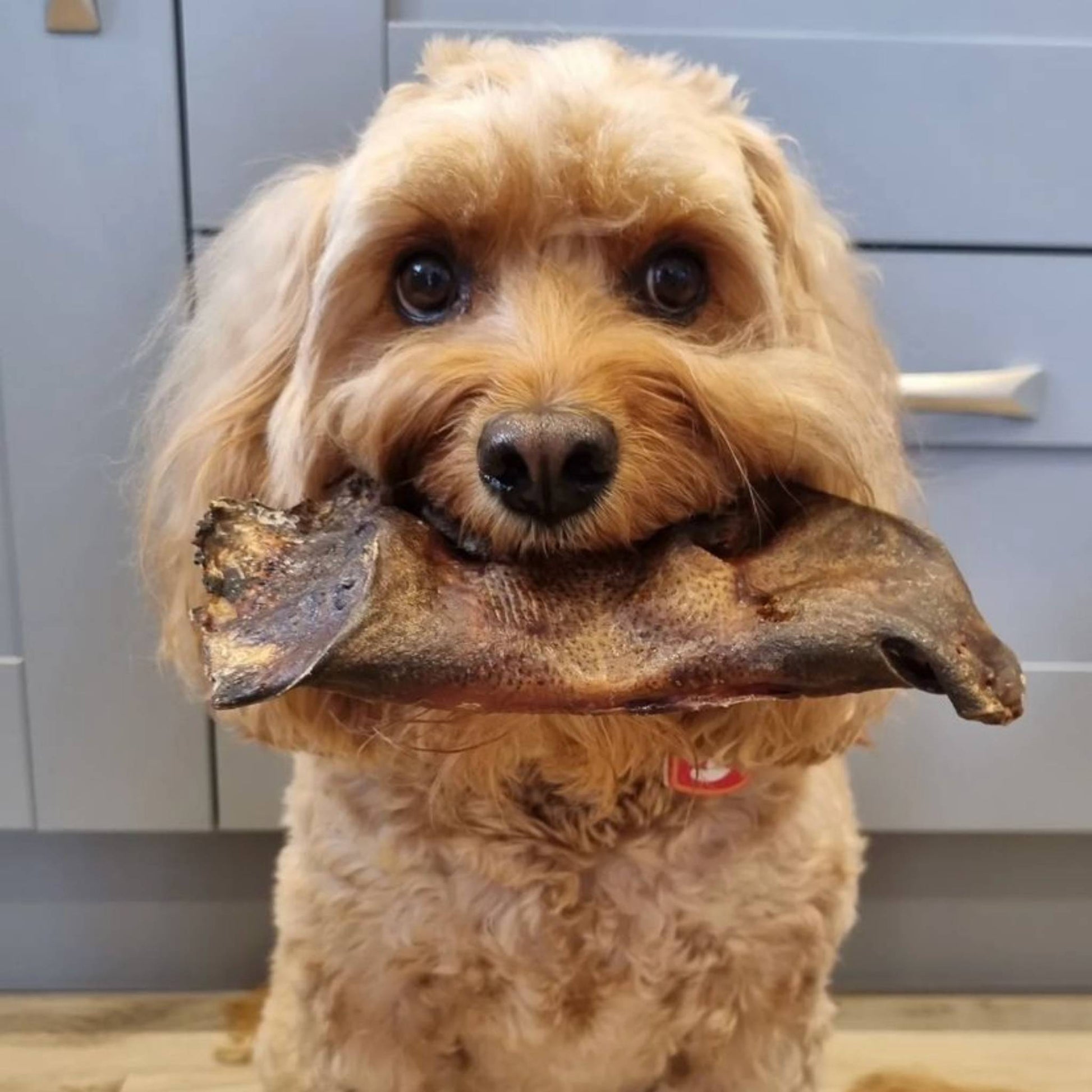 Dog with beef snout dog chew in mouth