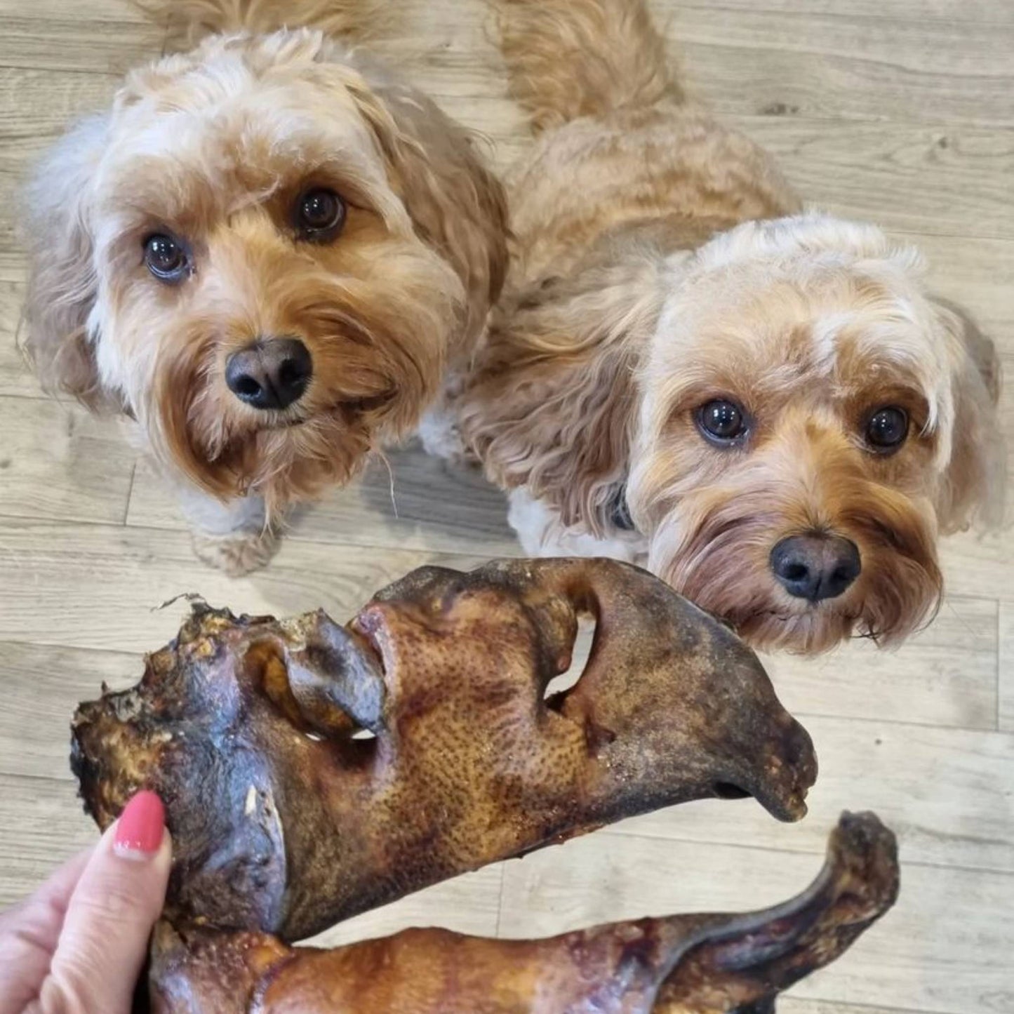 Two dogs looking at beef snout dog chew