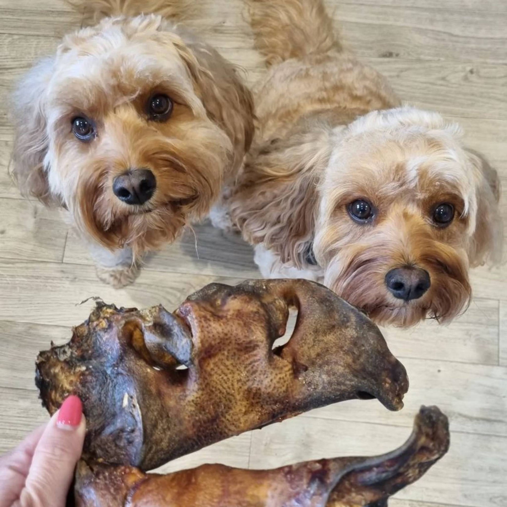Two dogs looking at beef snout dog chew