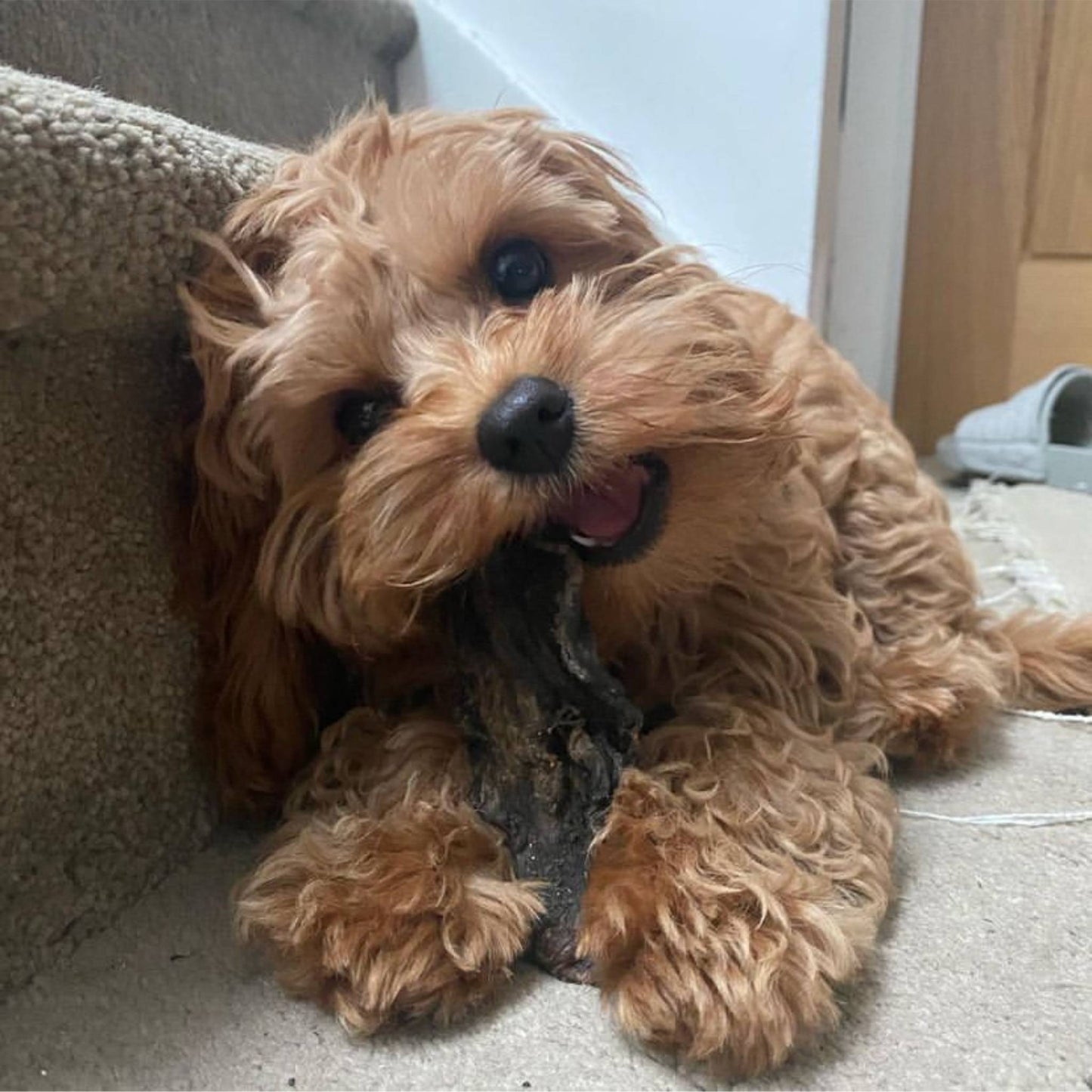 Puppy eating a dried beef tripe stick