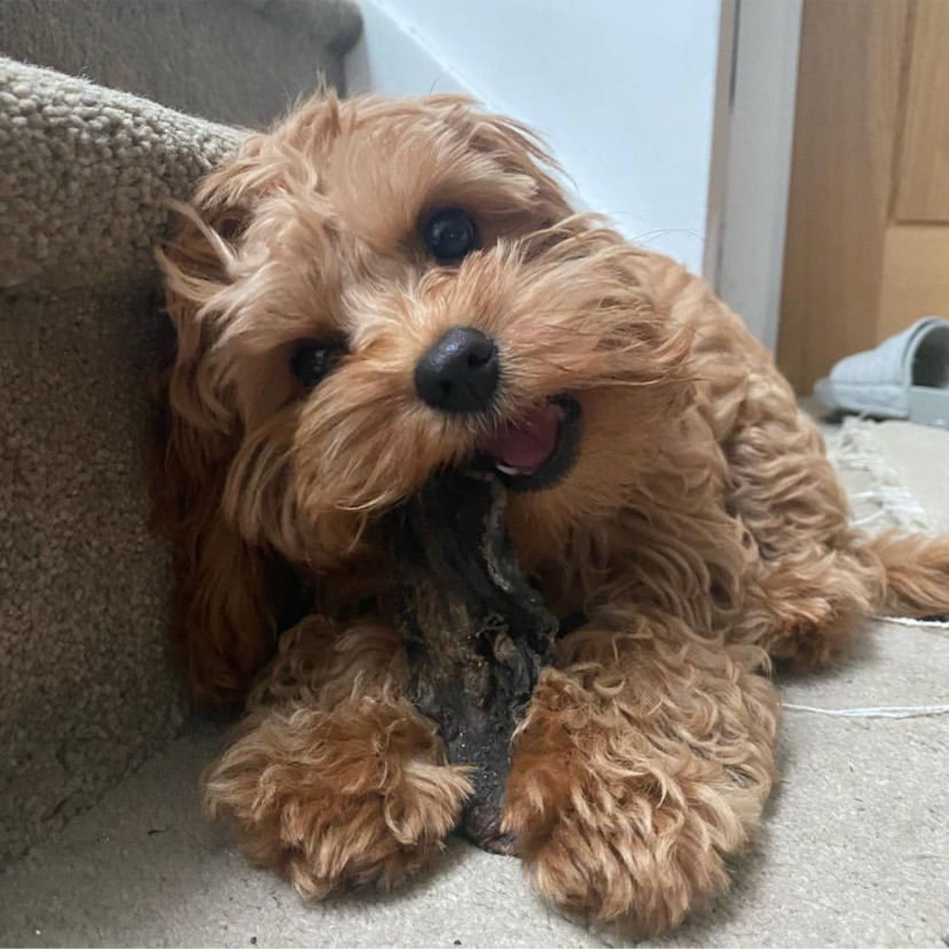 Puppy eating a dried beef tripe stick
