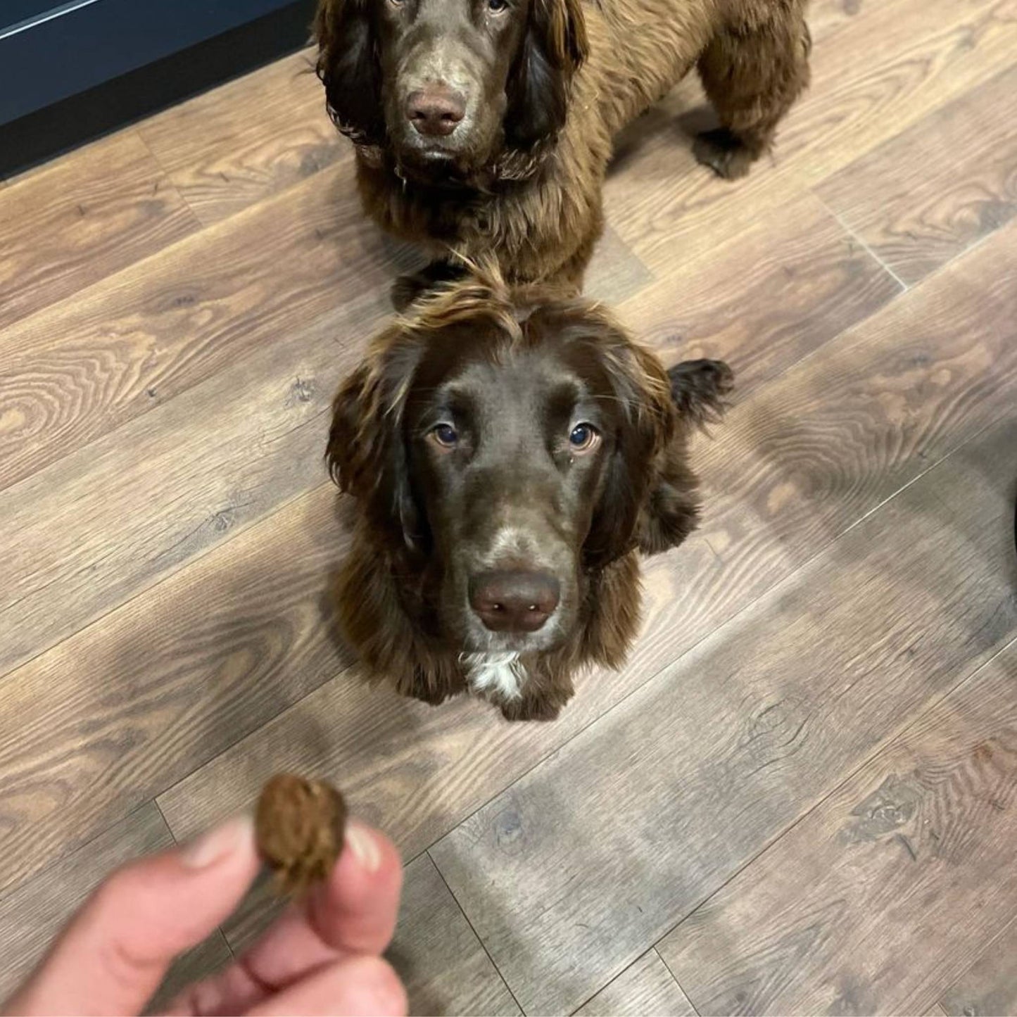 Dogs waiting for black pudding treat