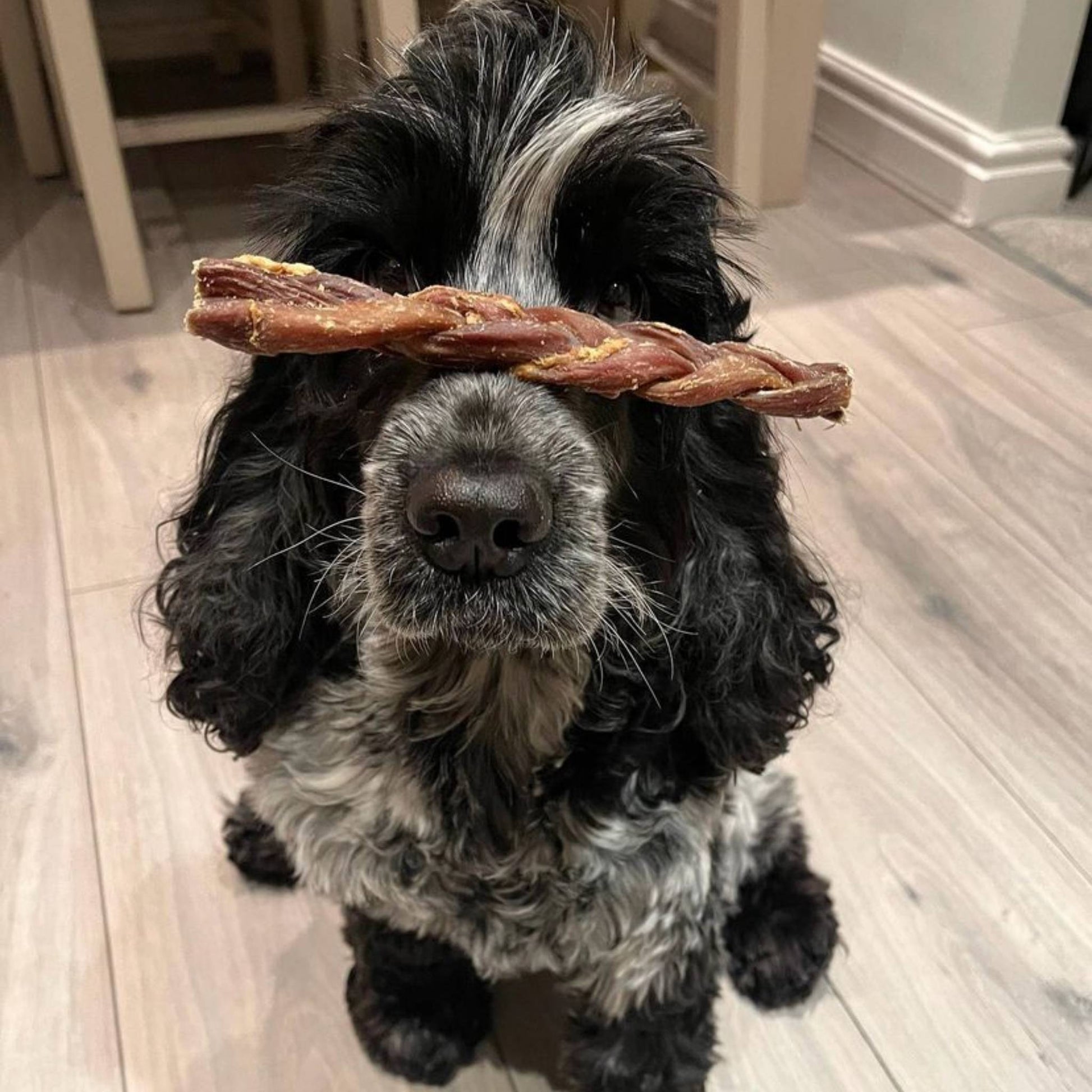 Dog with Braided Lamb Gullet balanced on nose