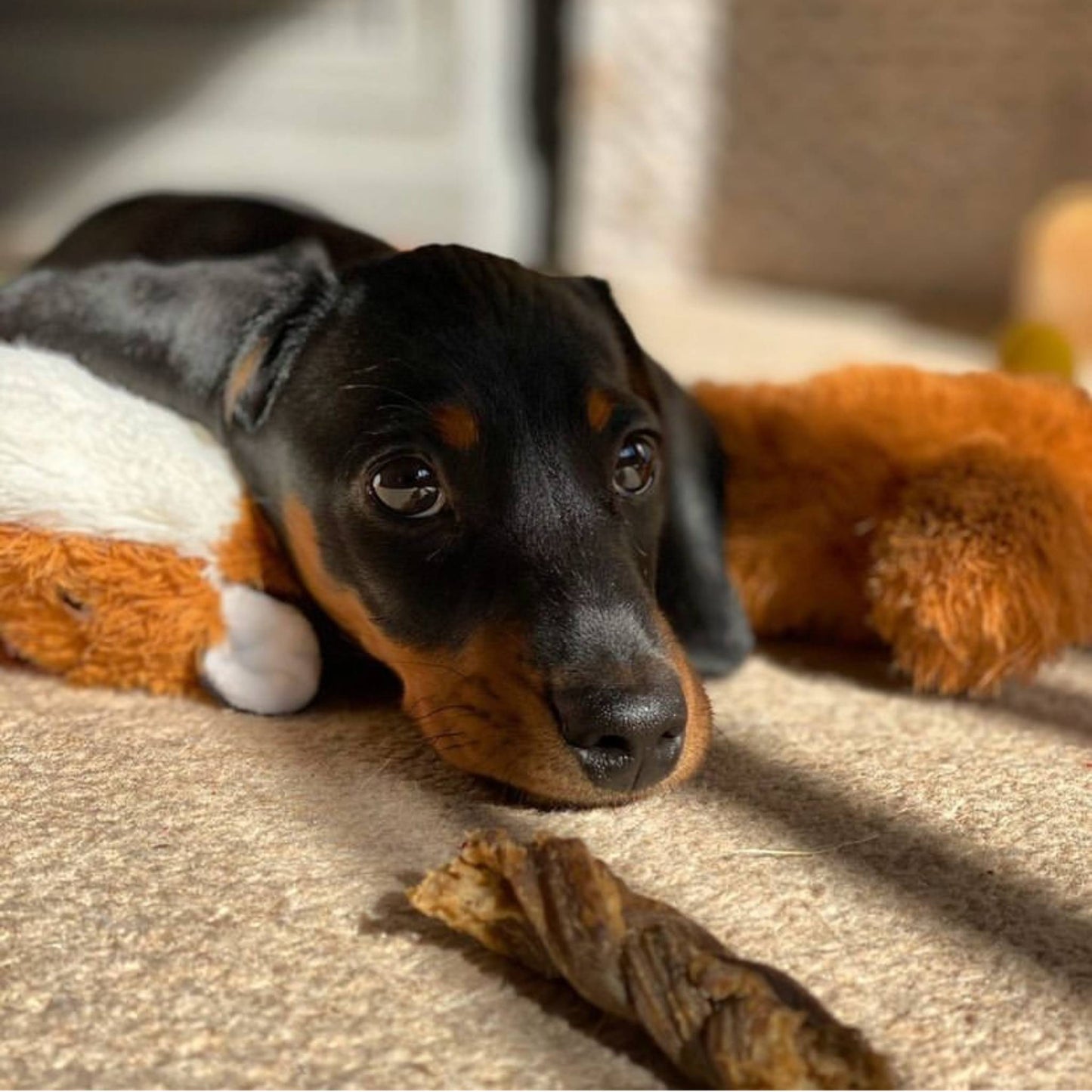 Puppy with Braided Lamb Gullet Dog Treat