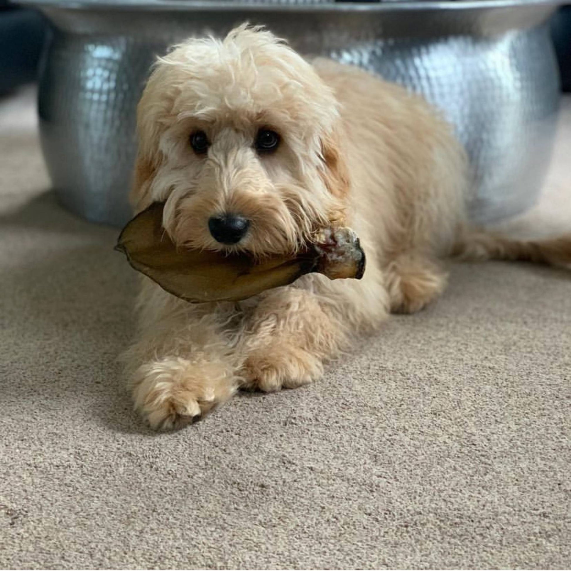 Dog with buffalo ear in mouth