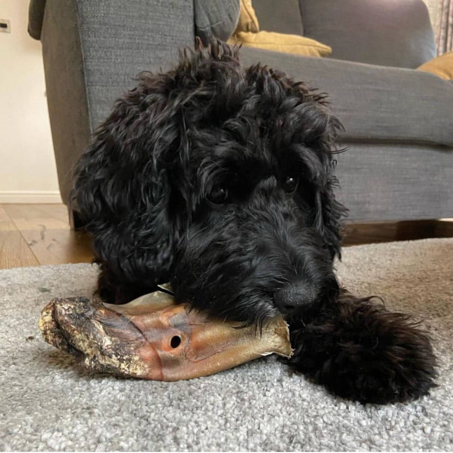 Dog chewing on buffalo ear