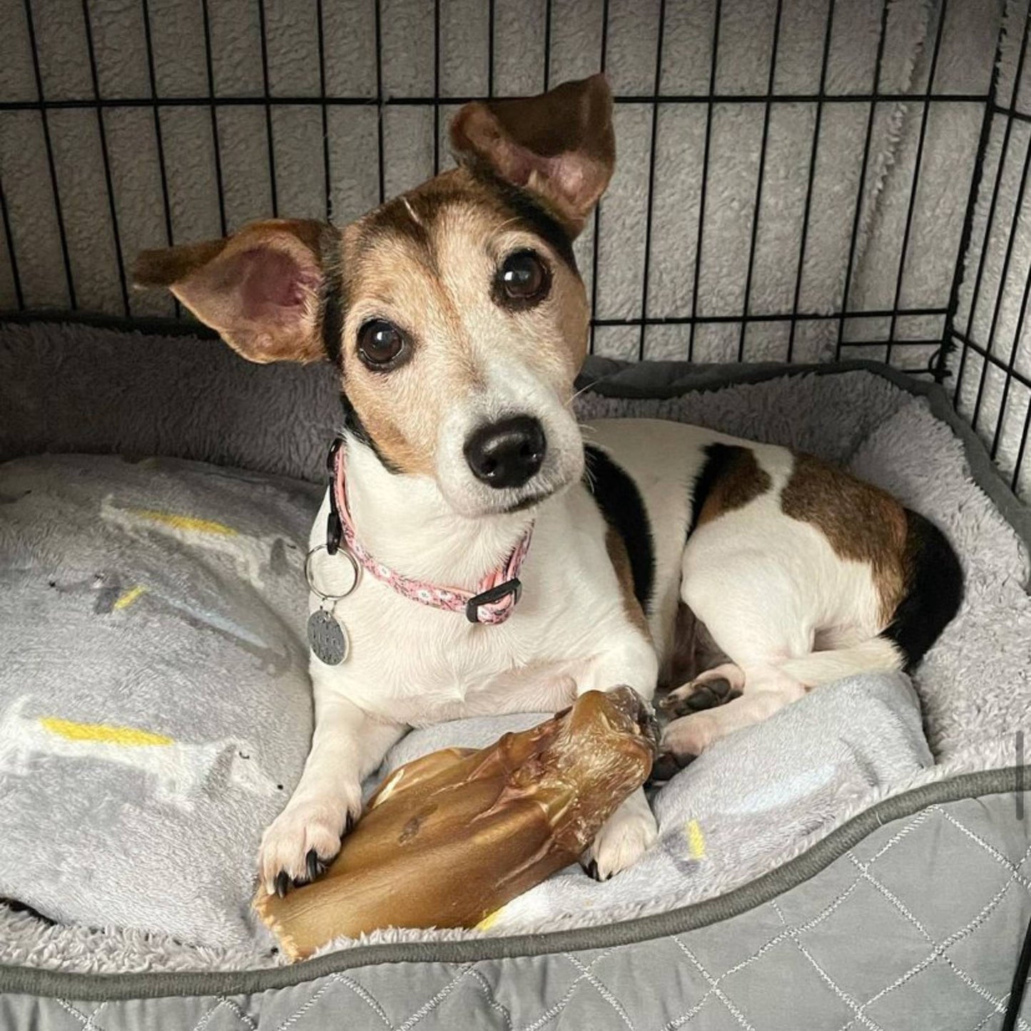 Jack Russel with buffalo ear