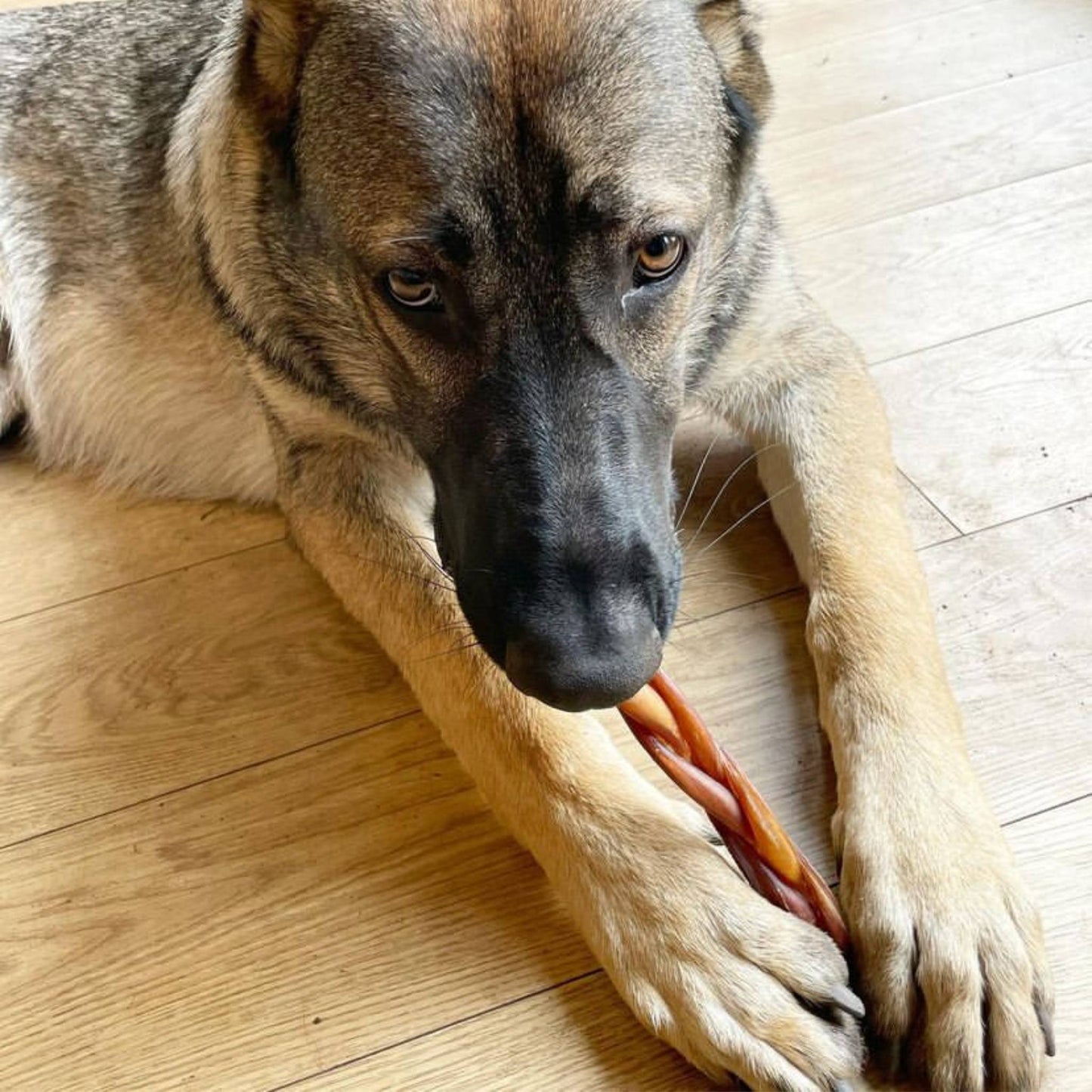 dog eating a pizzle braid