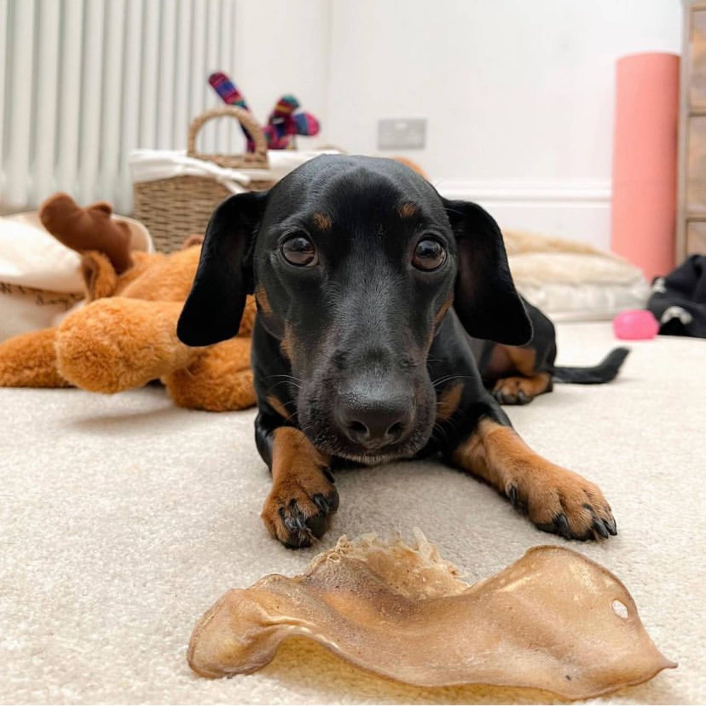 Miniature dachshund with cow ear