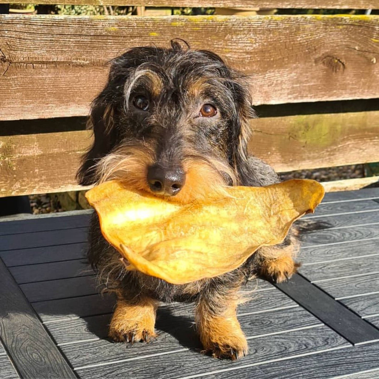 Wire haired dachschund with cow ear