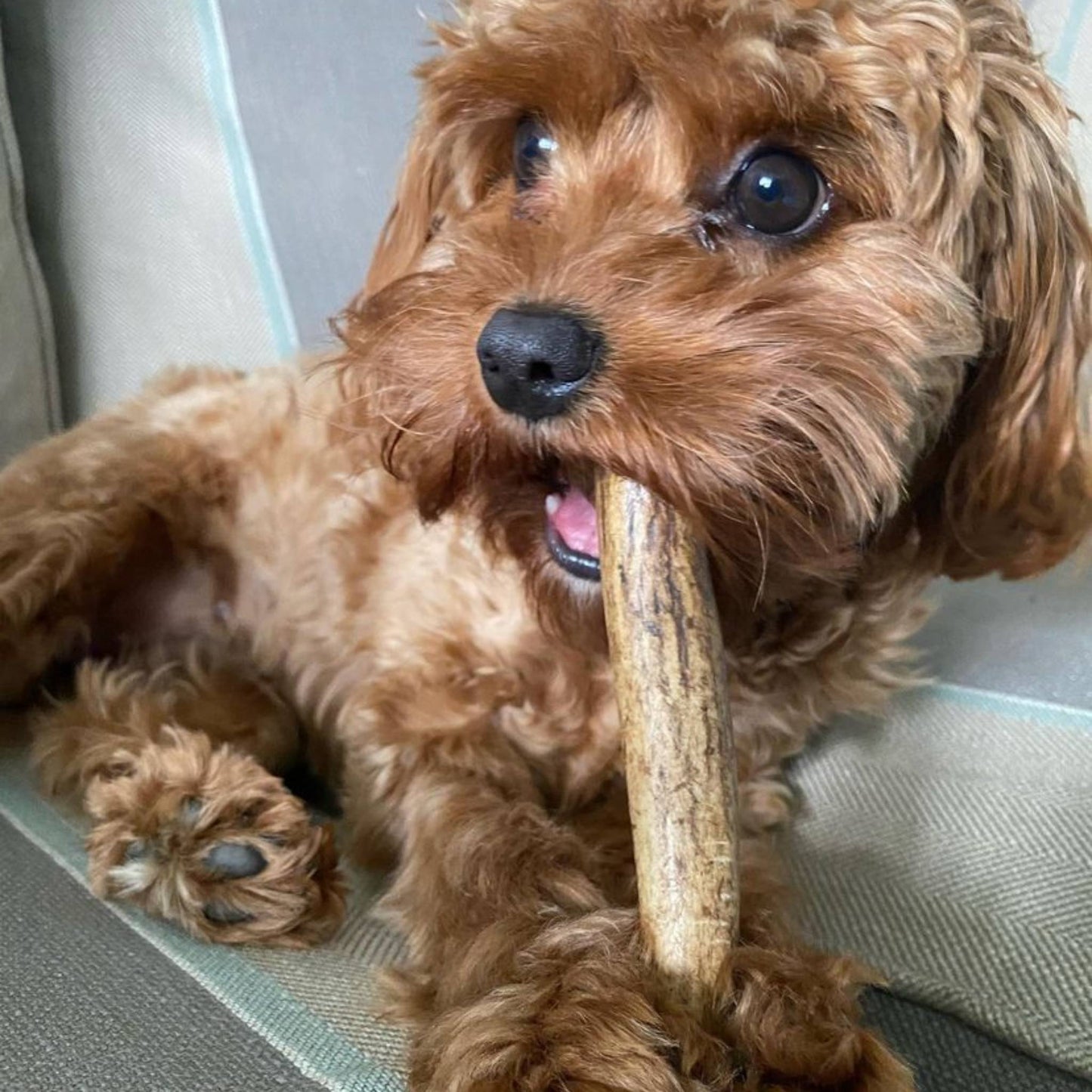 Puppy eating a deer antler