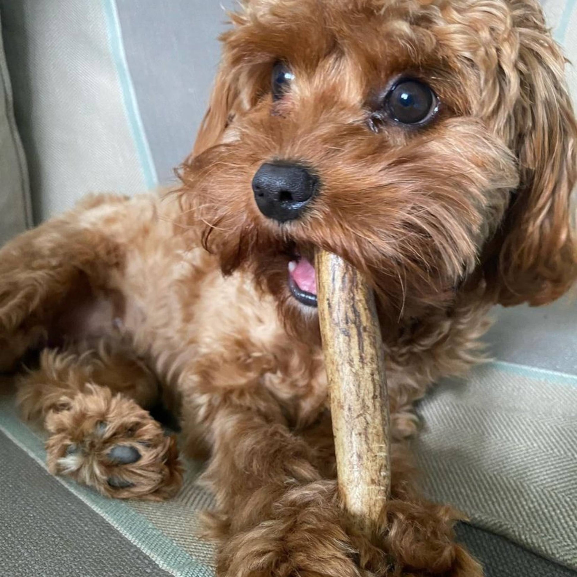 Puppy eating a deer antler