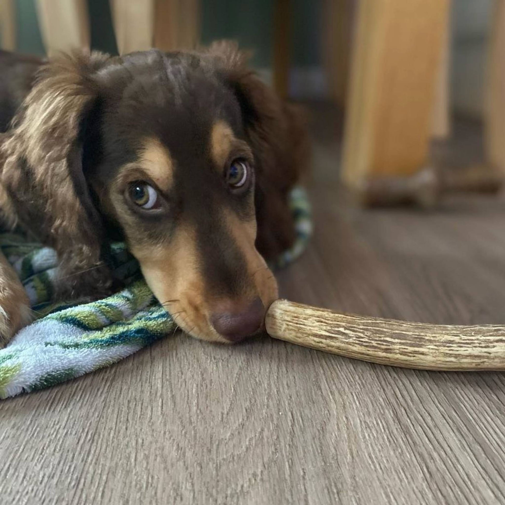 Spaniel wtih a deer antler