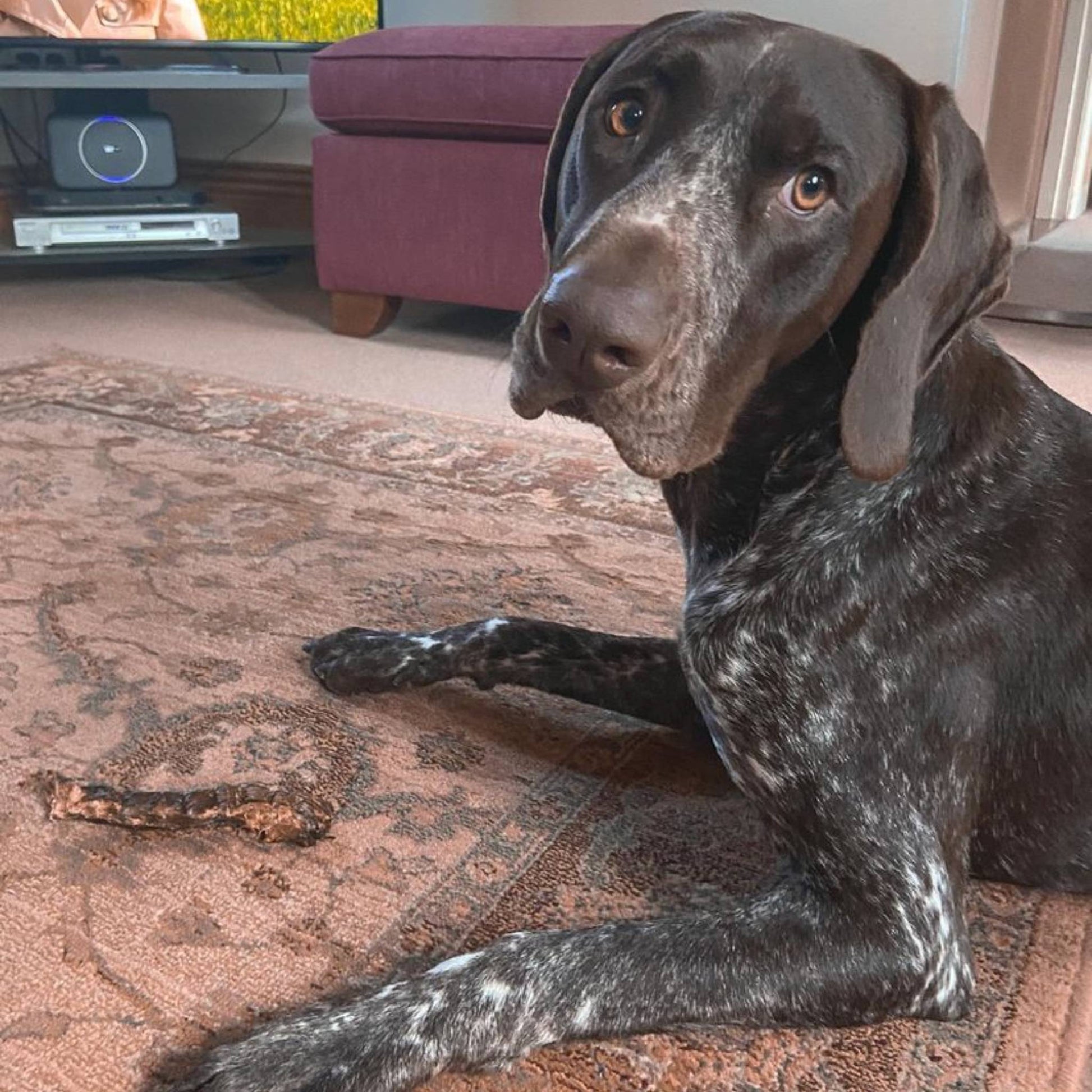 Pointer dog with duck neck chew