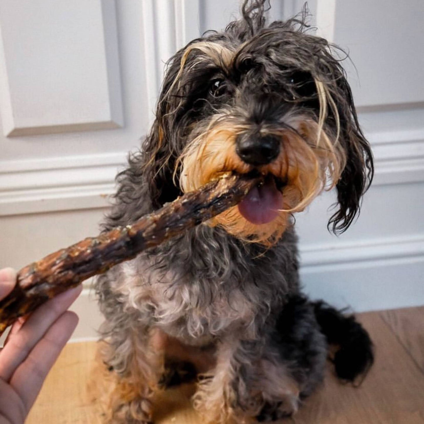 Dog eating a duck neck treat