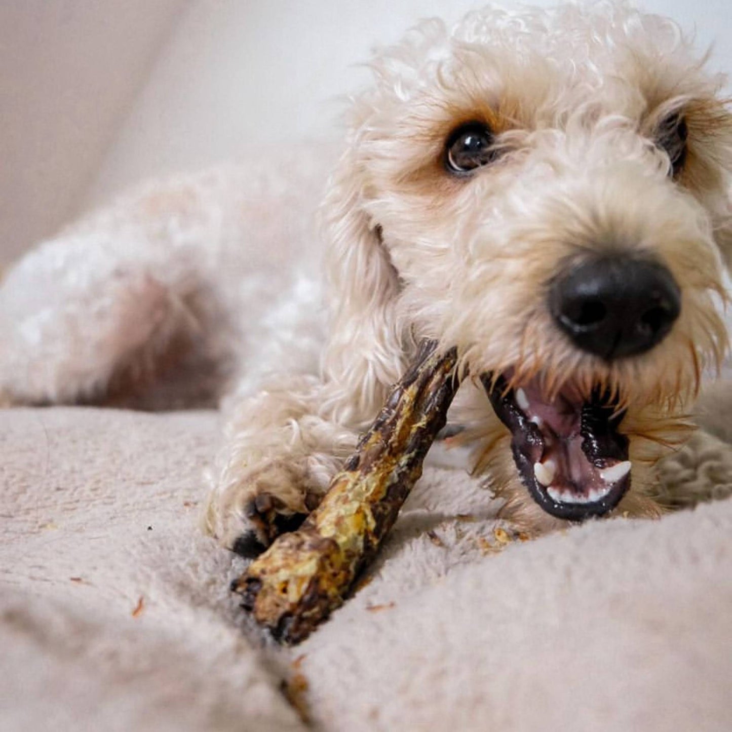 Dog chewing a duck neck