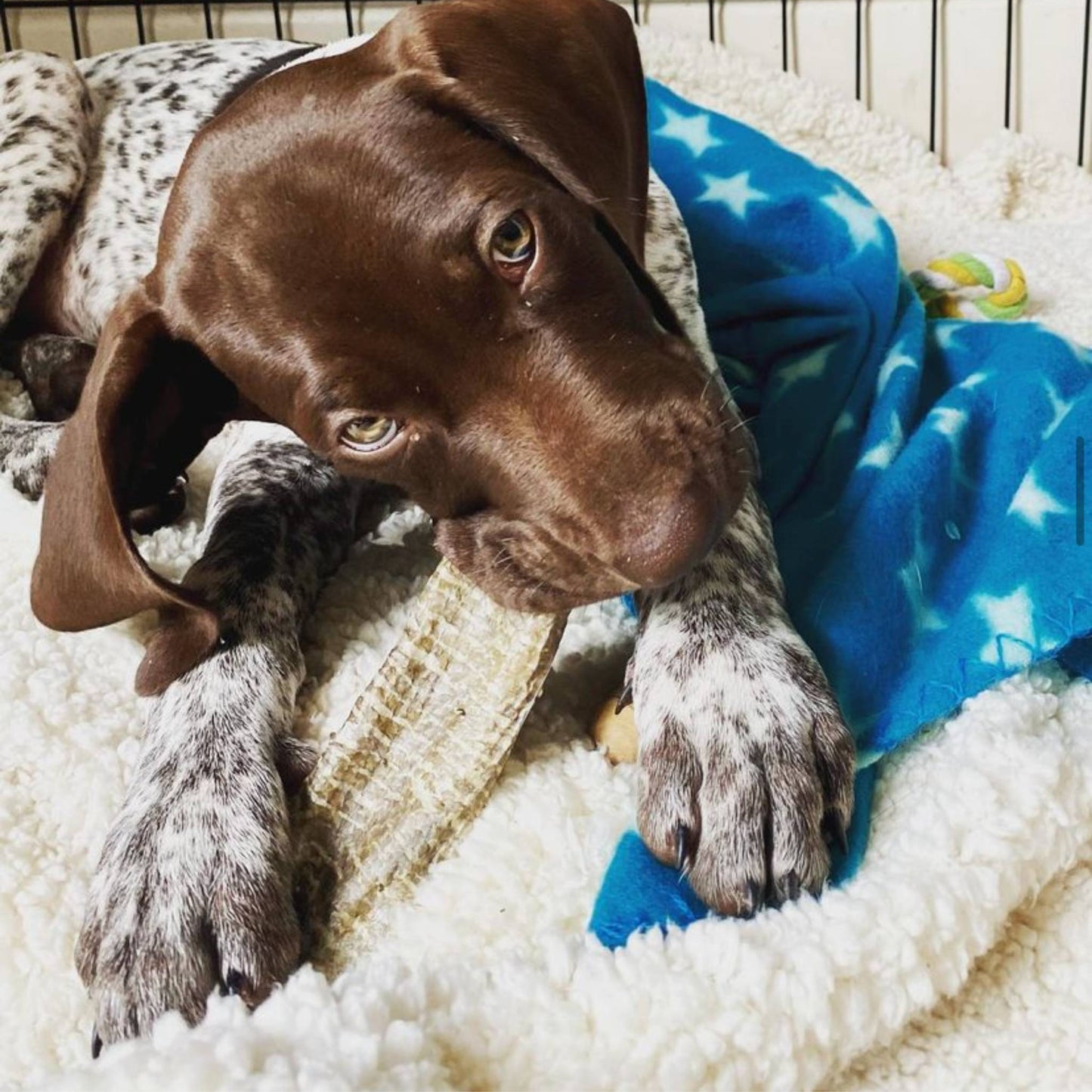 Dog chewing on a fish flattie chew