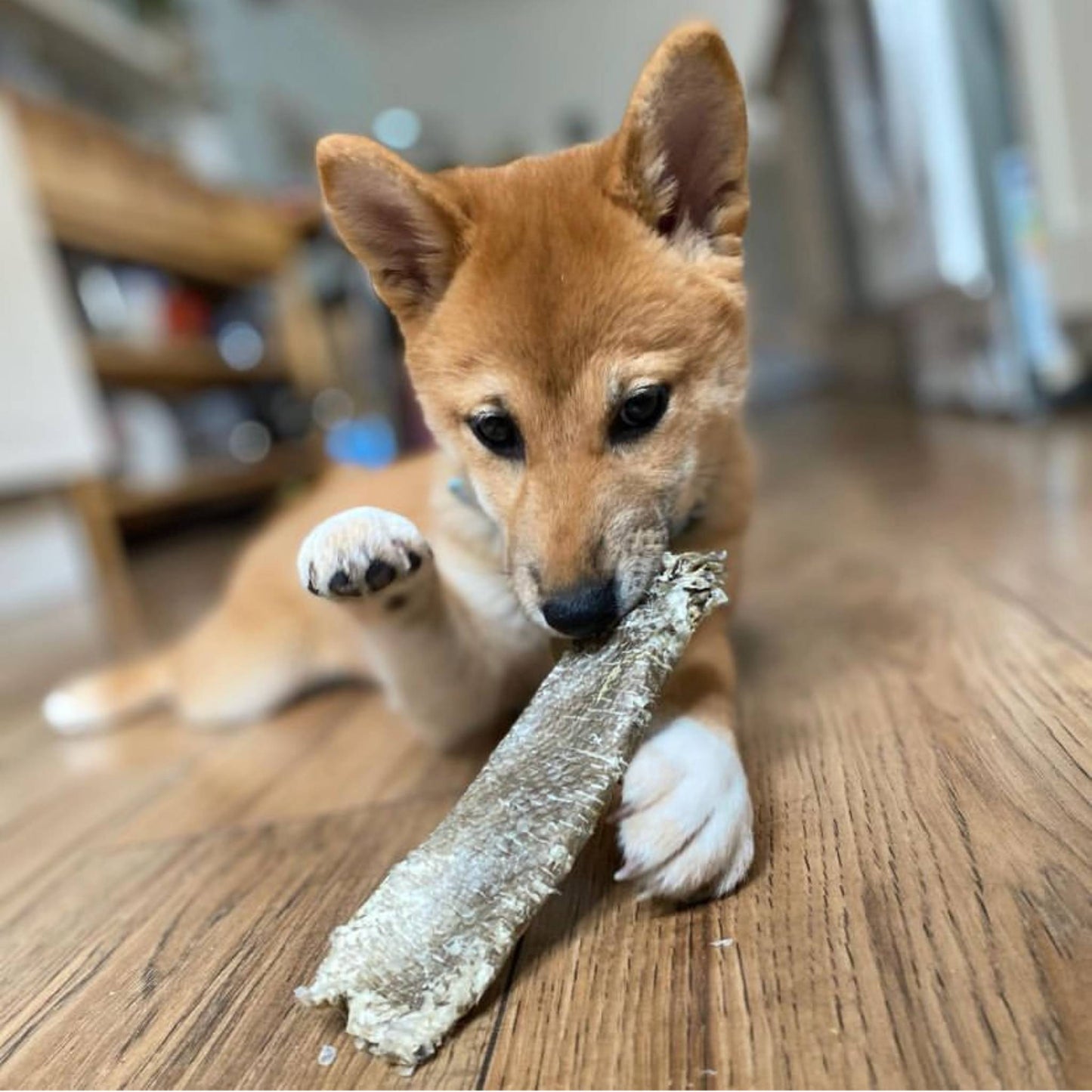 Puppy eating a fish chew
