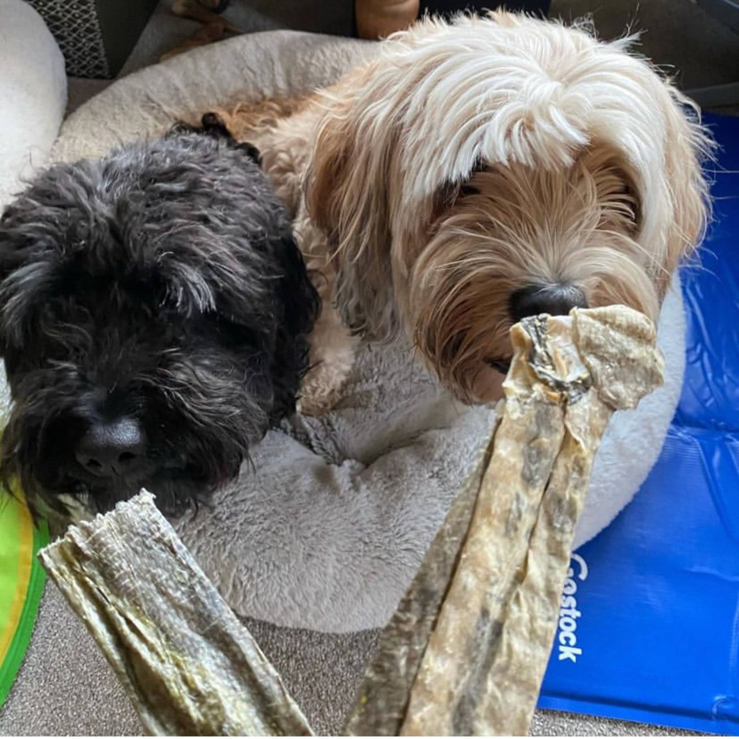 Dogs waiting for a fish jerky chew