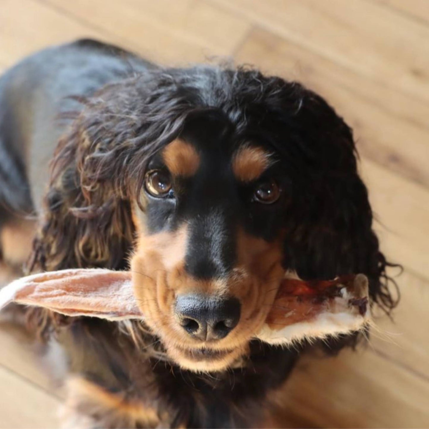 Spaniel with furry rabbit ear chew