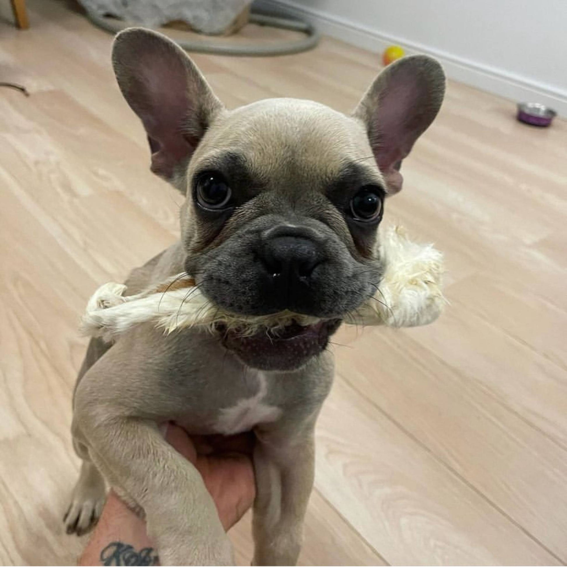 Puppy eating rabbit ear with fur on