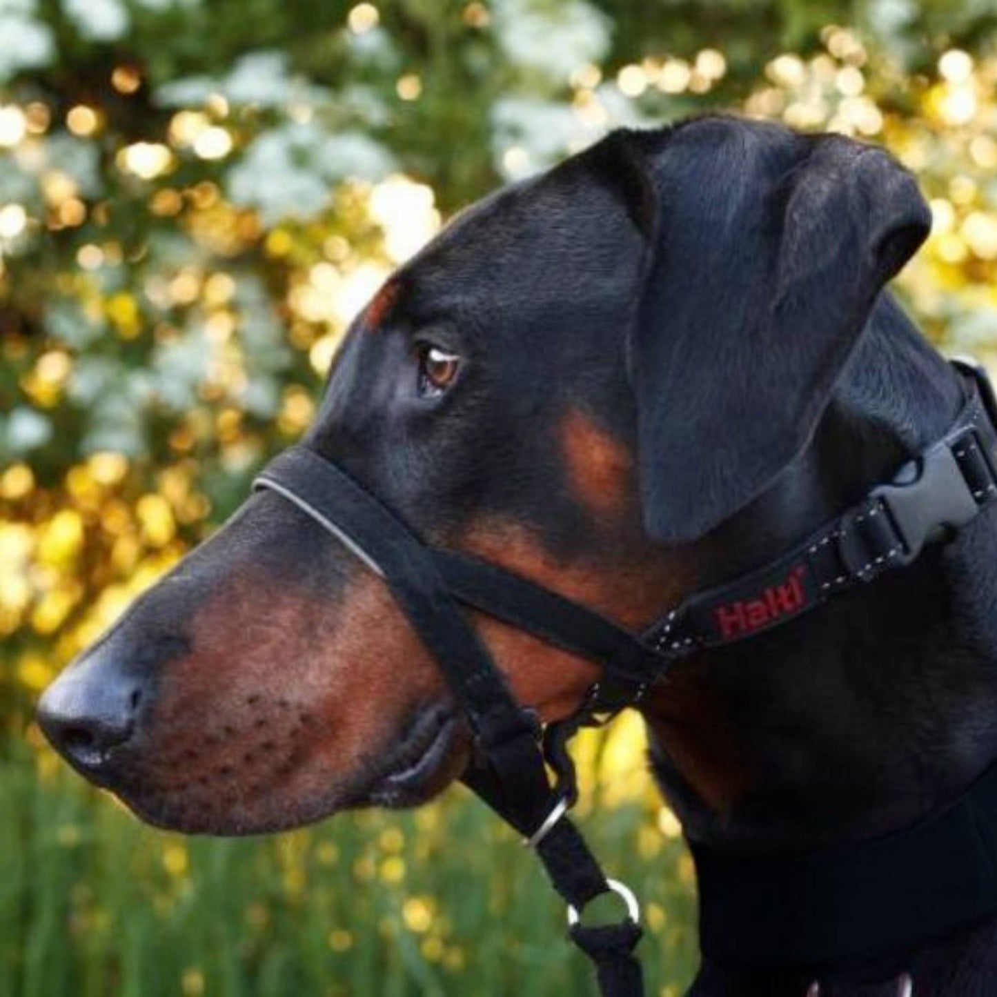 Doberman wearing Halti Headcollar