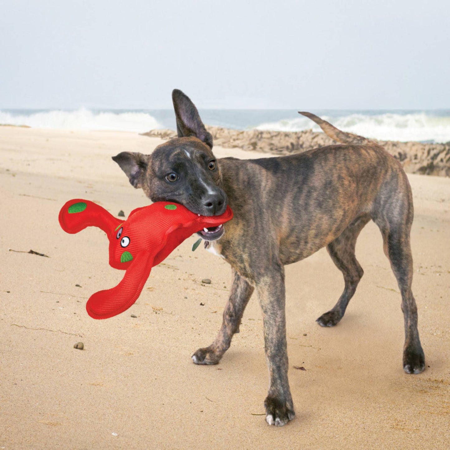 KONG Belly Flops Lobster with dog