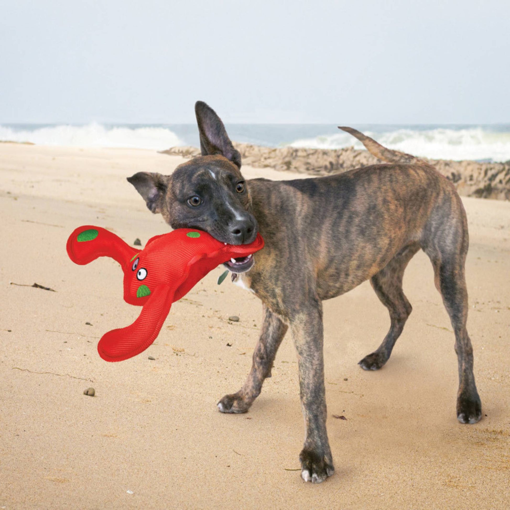 KONG Belly Flops Lobster with dog