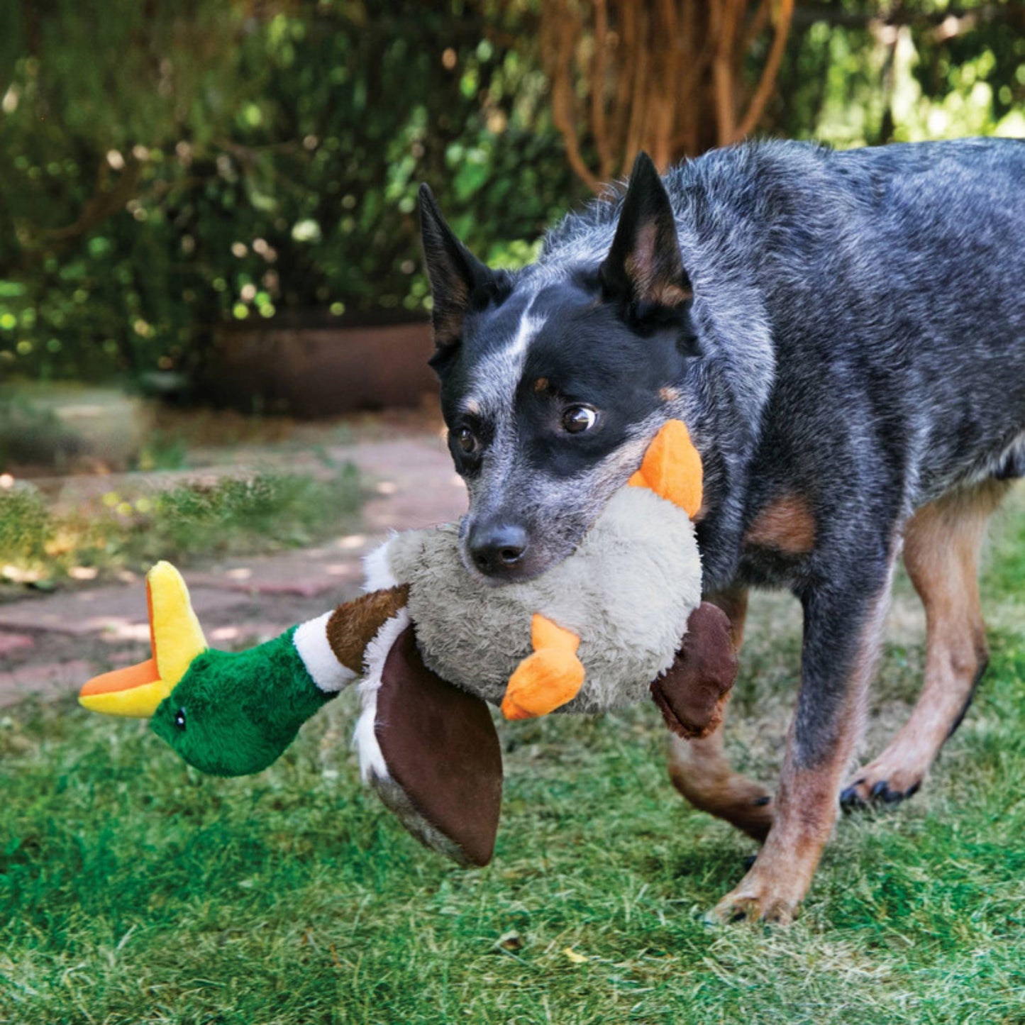 KONG Shakers Honkers Duck with dog