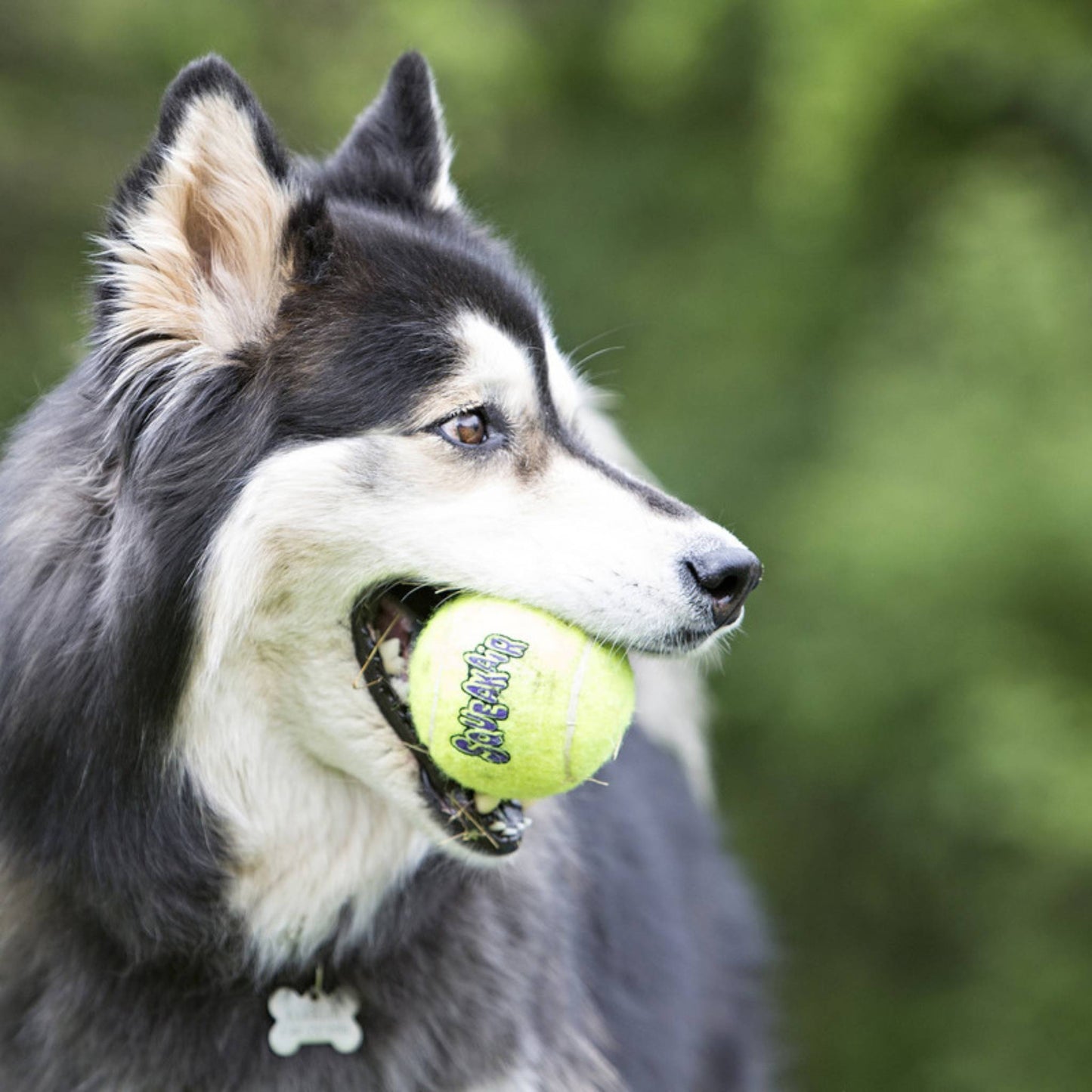Dog with Kong squeakair ball in mouth