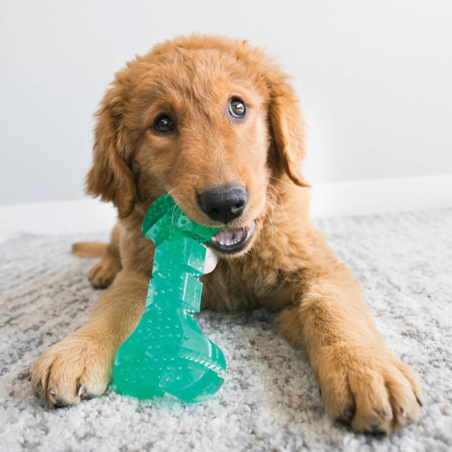 Dog with Kong Squeez dental stick in mouth