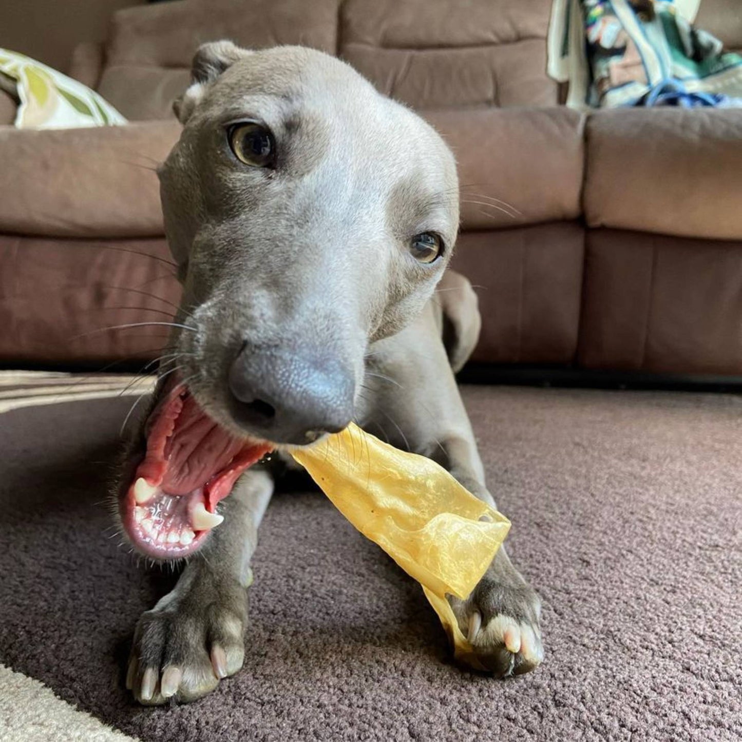 Dog eating lamb ear dog chew
