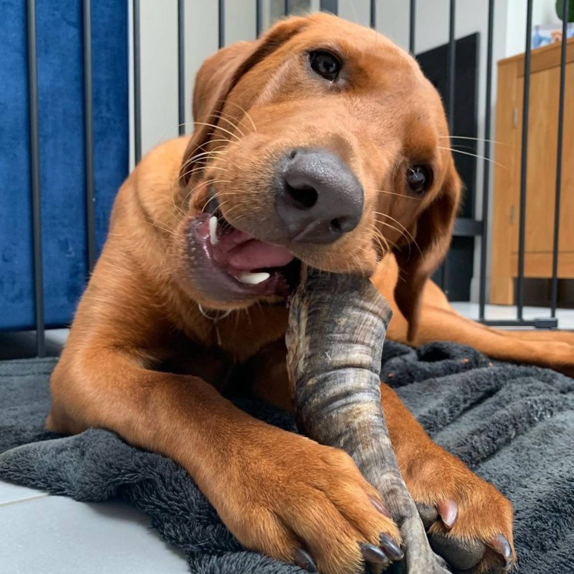 Labrador eating lamb horn dog chew
