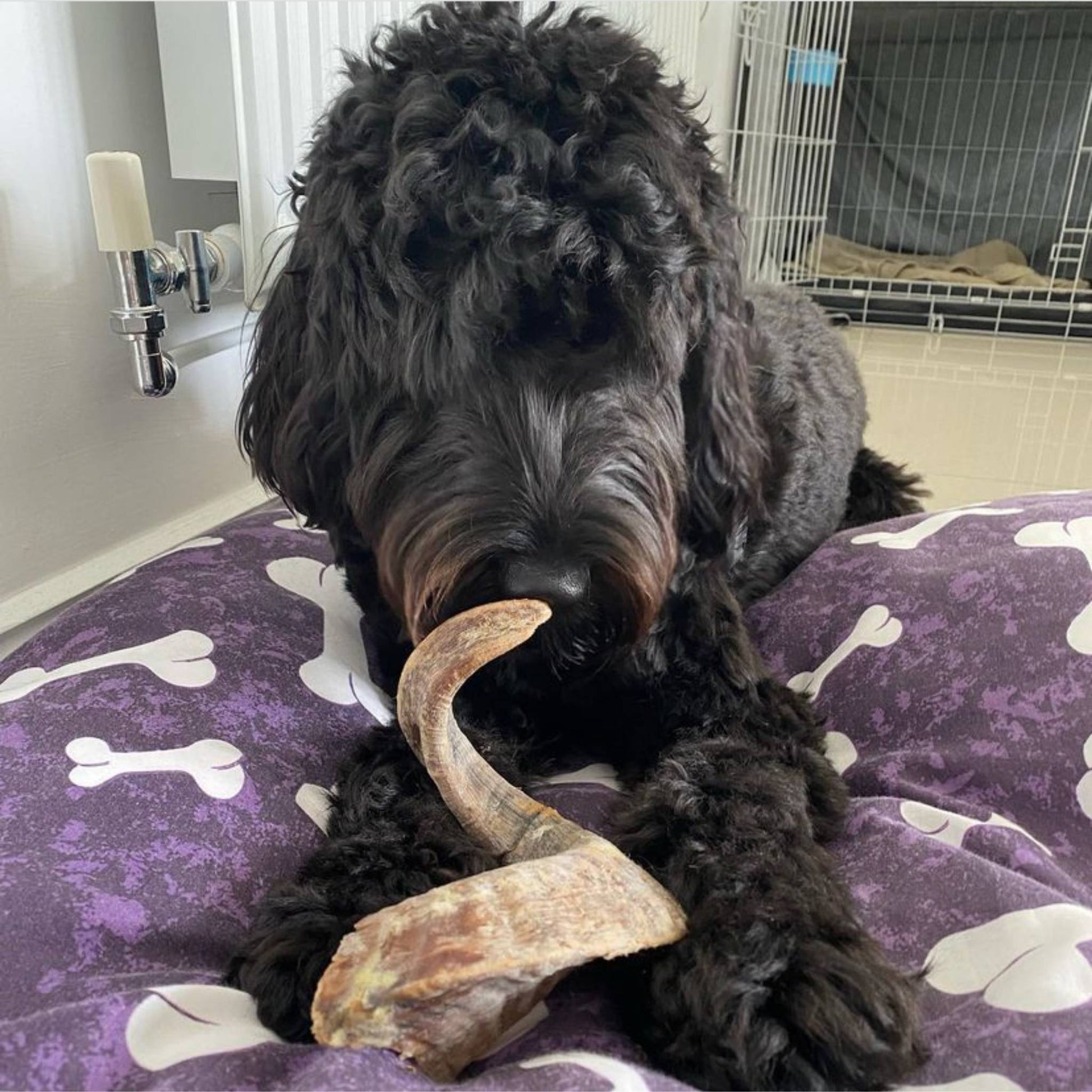 Dog eating lamb horn