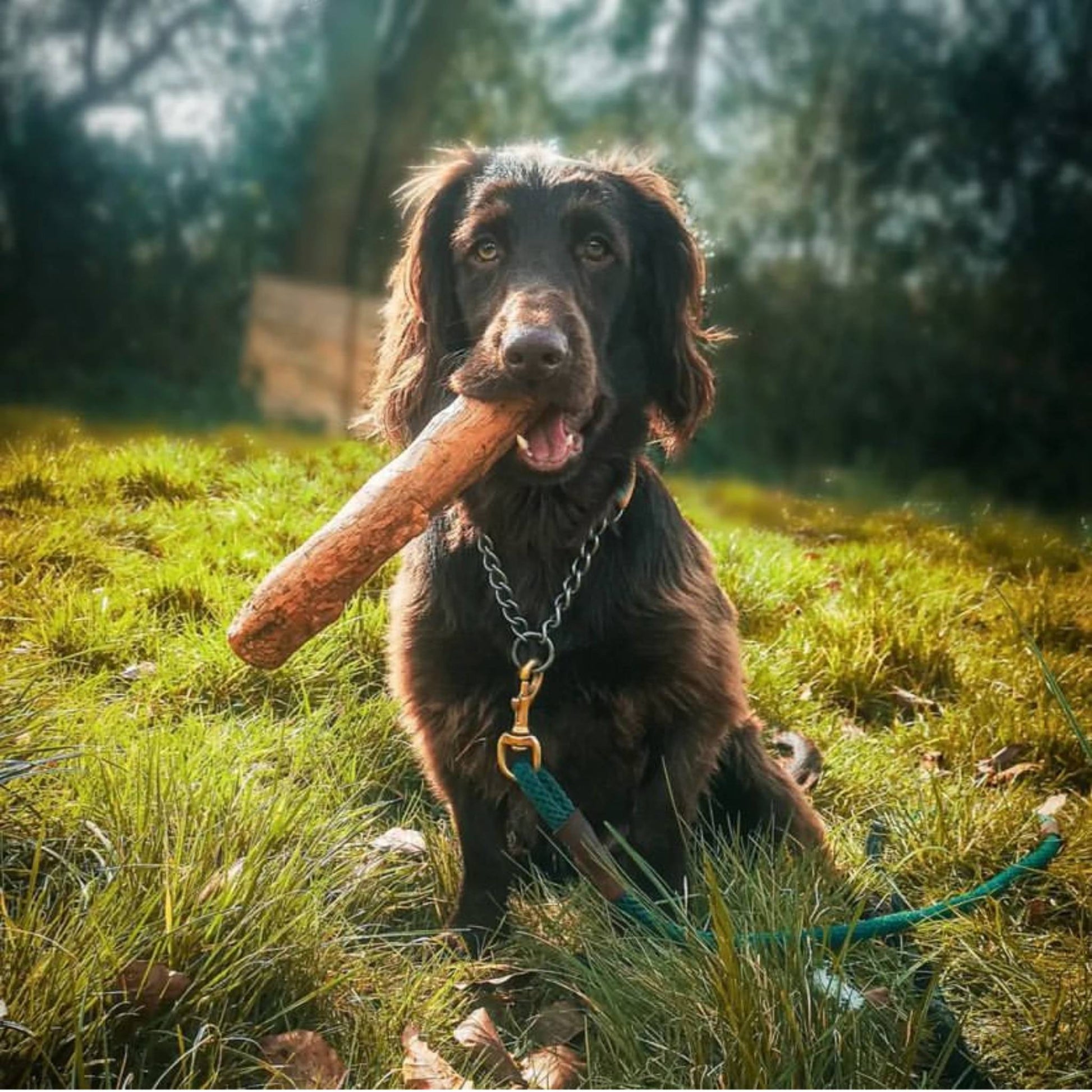 Dog with olive wood chew in mouth